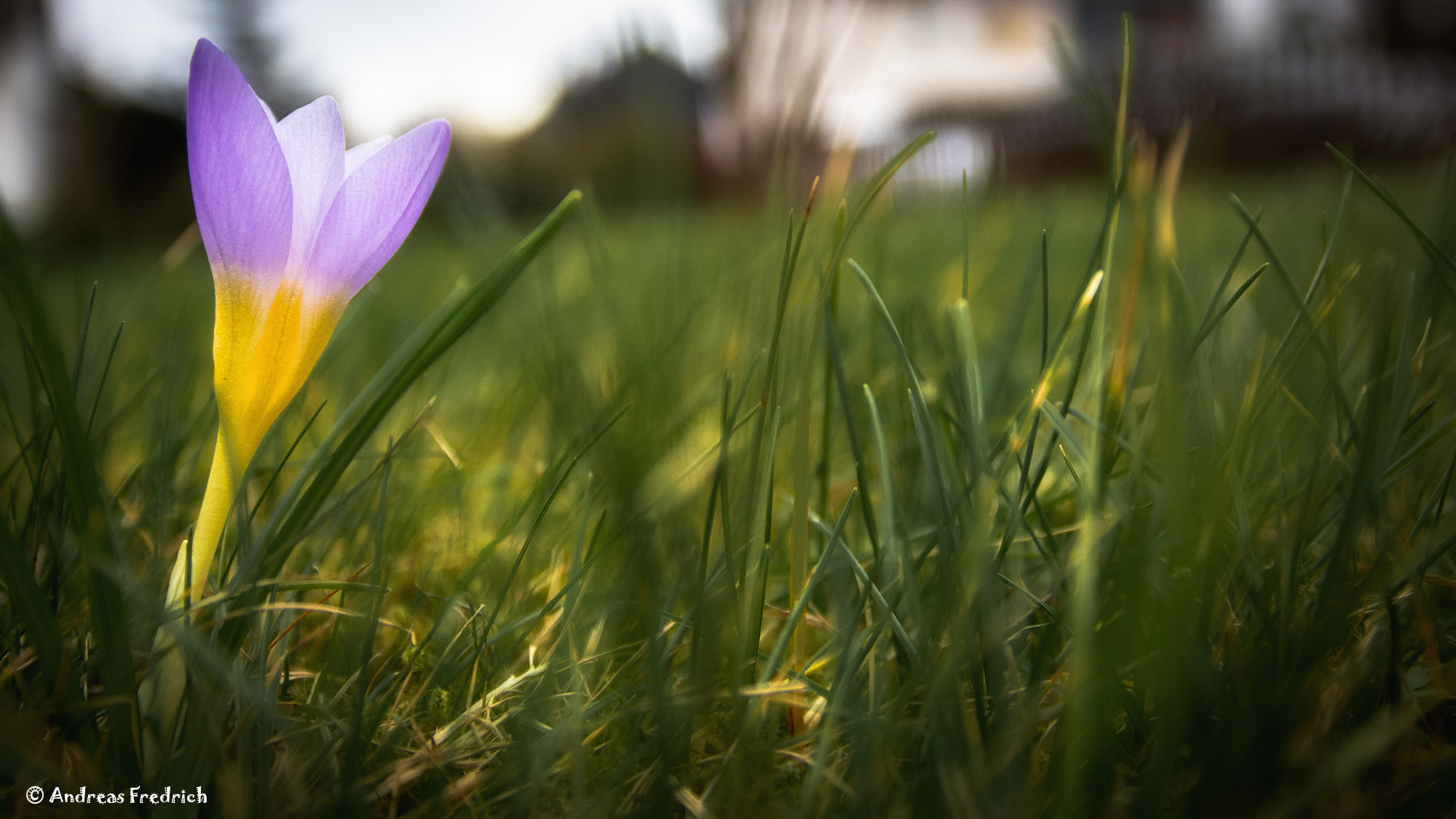 Nikon D7200 + Sigma 17-70mm F2.8-4 DC Macro OS HSM | C sample photo. Spring photography