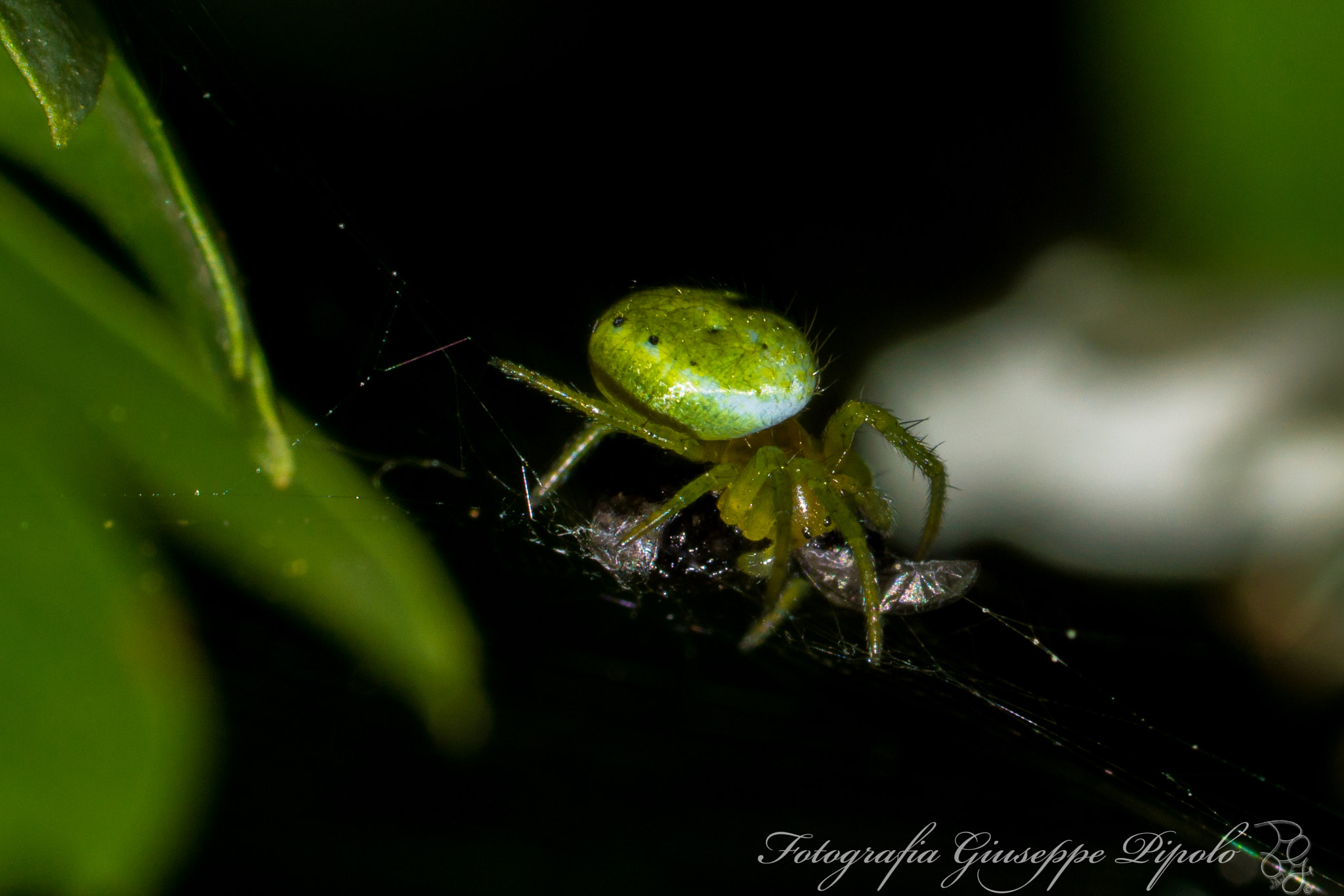 Sony SLT-A77 + Tamron SP AF 90mm F2.8 Di Macro sample photo. Araniella cucurbitina photography