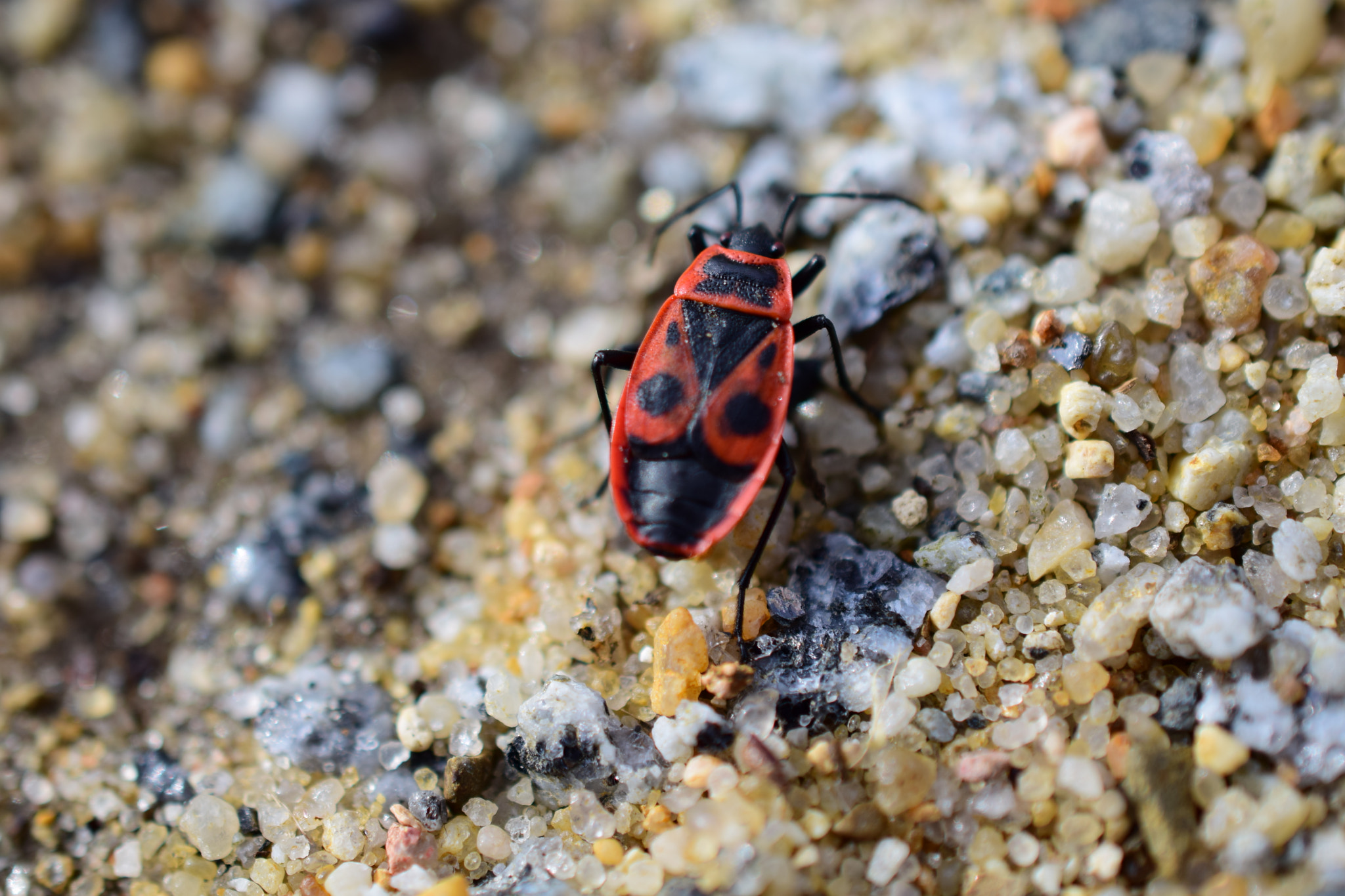 Nikon AF-S DX Micro Nikkor 40mm F2.8 sample photo. Red bug photography