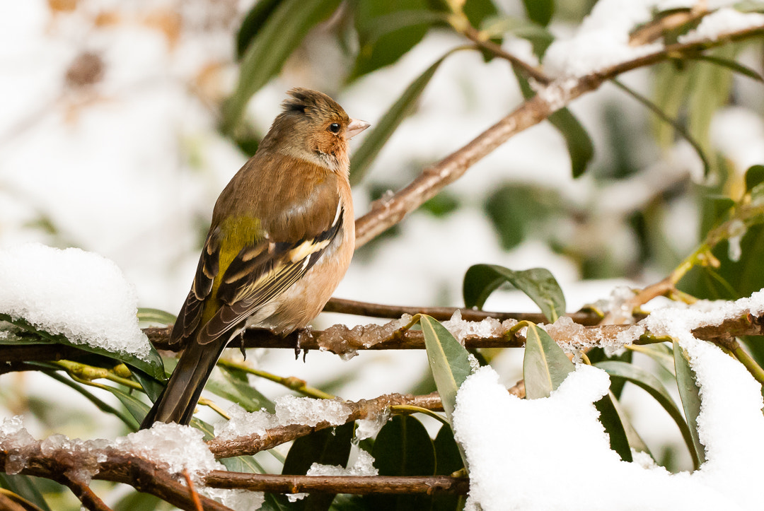 Nikon D200 + Sigma 50-500mm F4.5-6.3 DG OS HSM sample photo. Chuffinch on ice photography