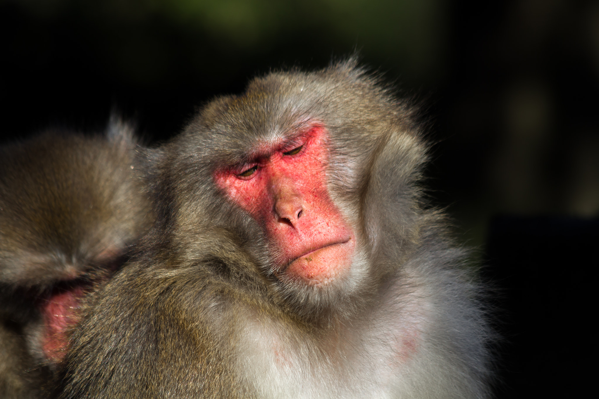 Canon EF 70-300mm F4-5.6 IS USM sample photo. Monkey / japanmakake / makake photography