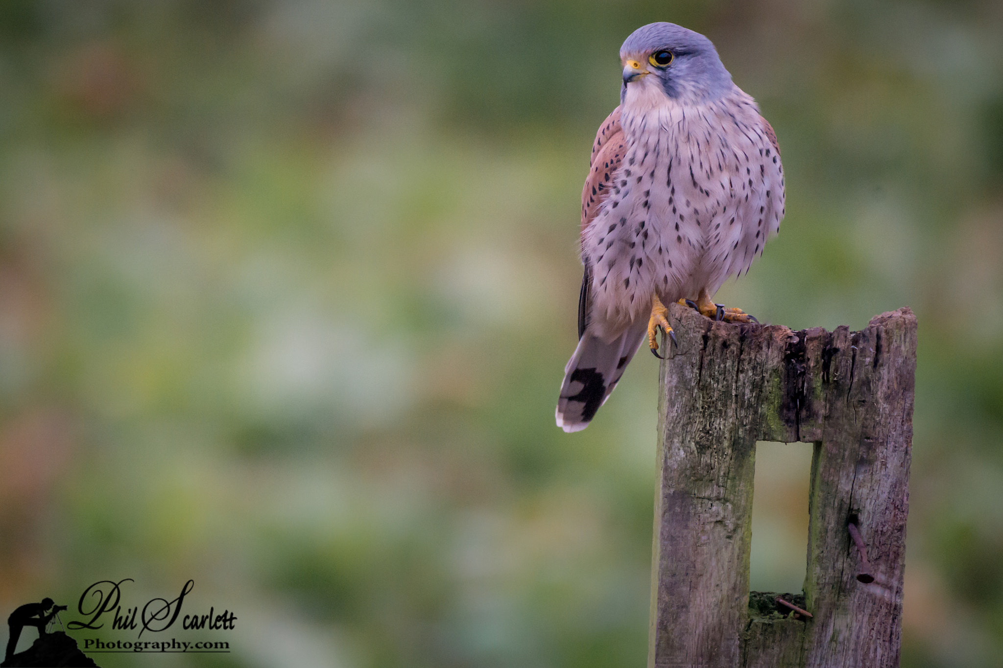 Nikon AF-S Nikkor 200-500mm F5.6E ED VR sample photo. Male kestrel photography