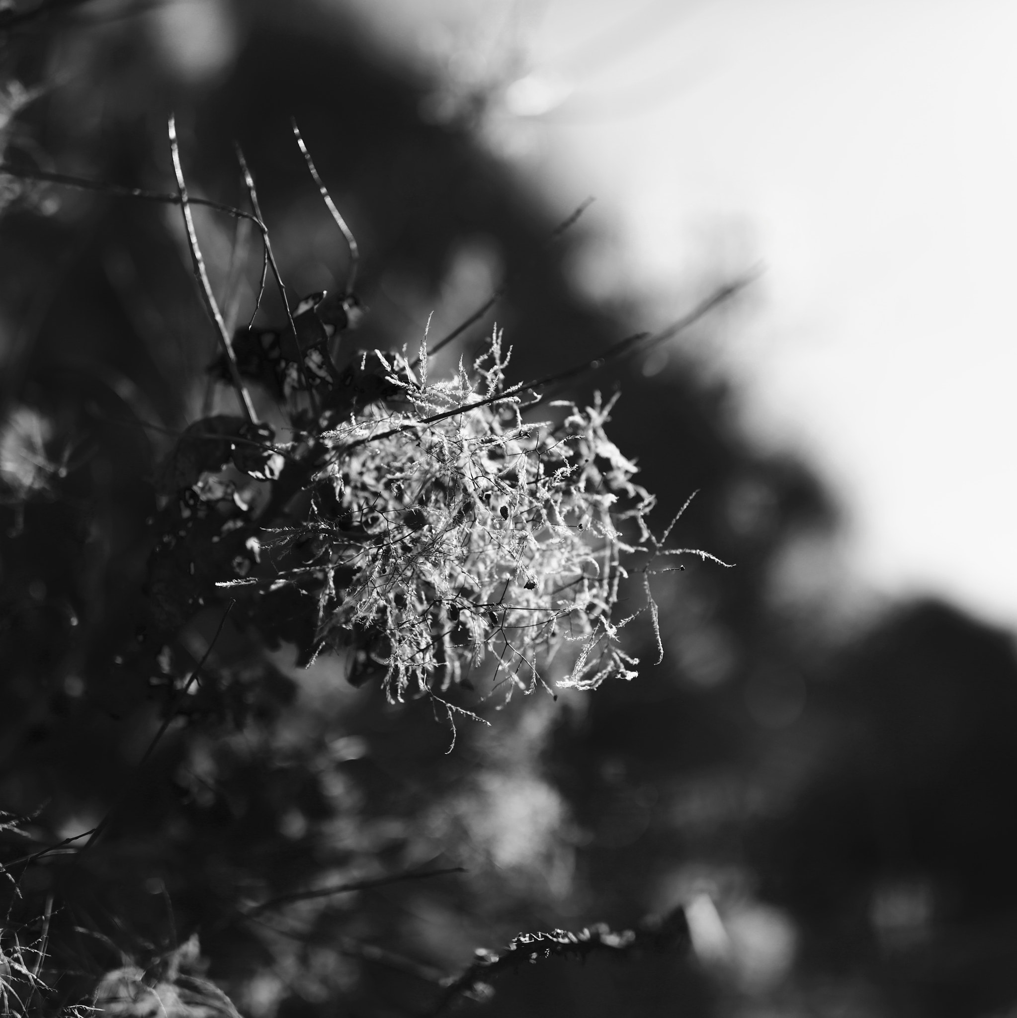 Canon EF 35mm F1.4L II USM sample photo. White confusion photography