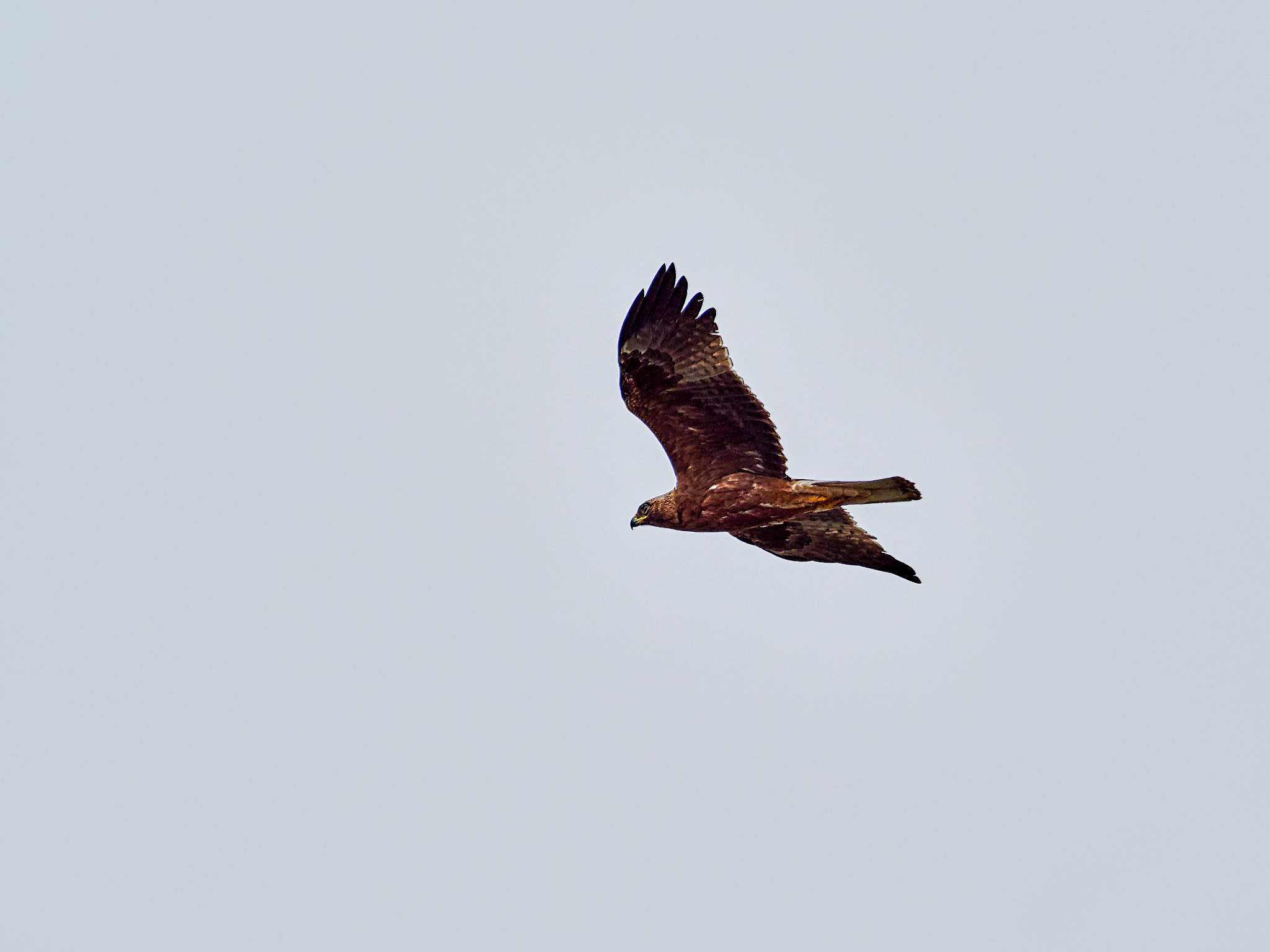 M.300mm F4.0 + MC-14 sample photo. Eagle photography