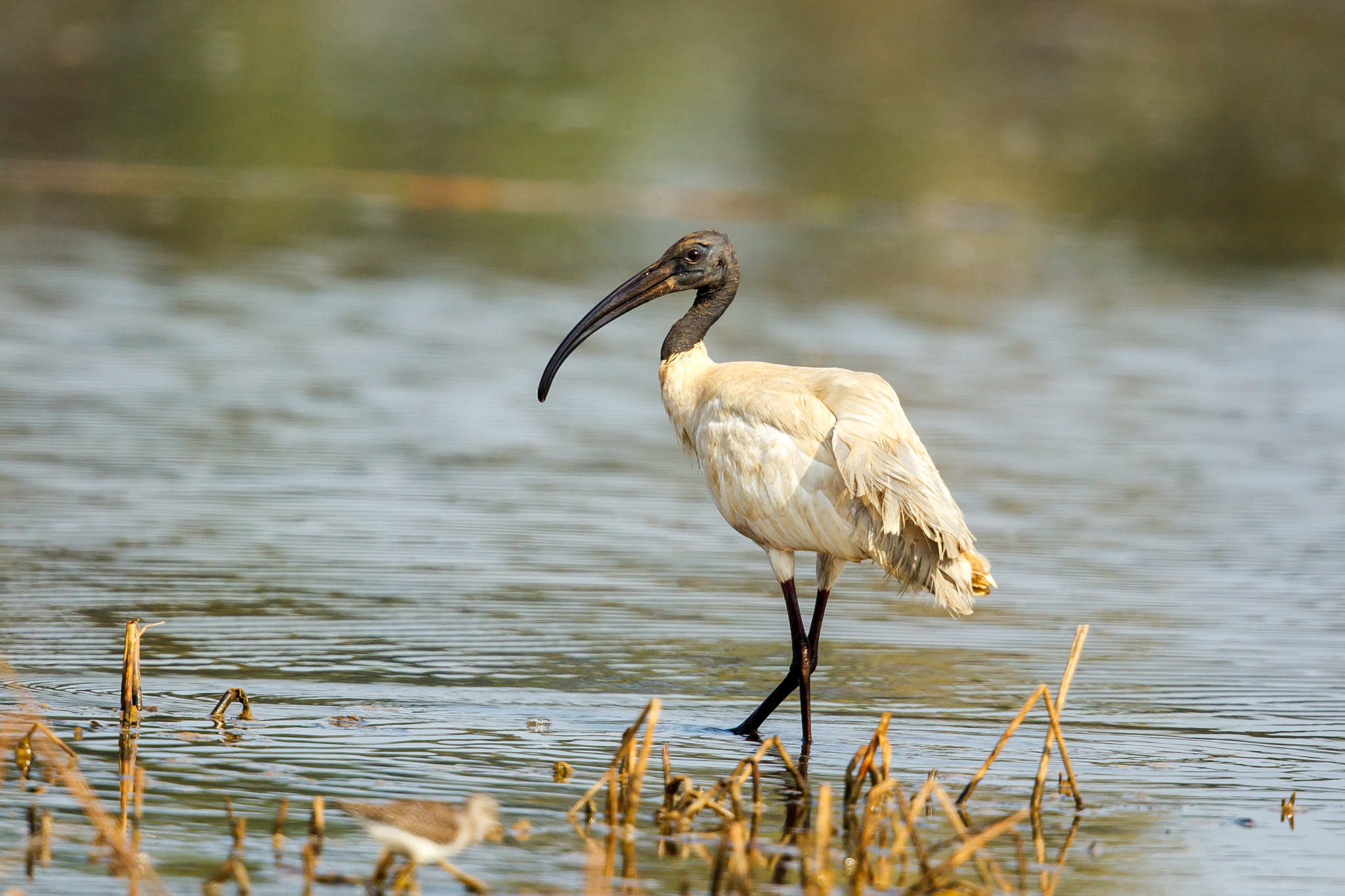 Canon EOS-1D Mark IV + Canon EF 500mm F4L IS II USM sample photo. Black-headed ibis looking back photography