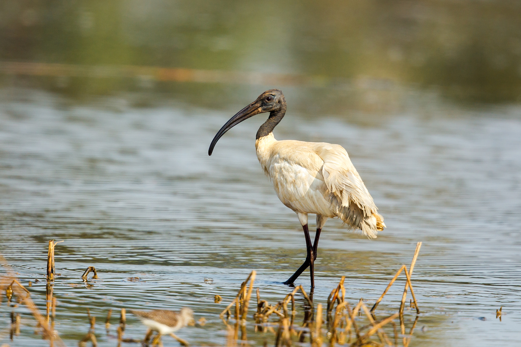 Canon EF 500mm F4L IS II USM sample photo. Black-headed ibis looking back photography