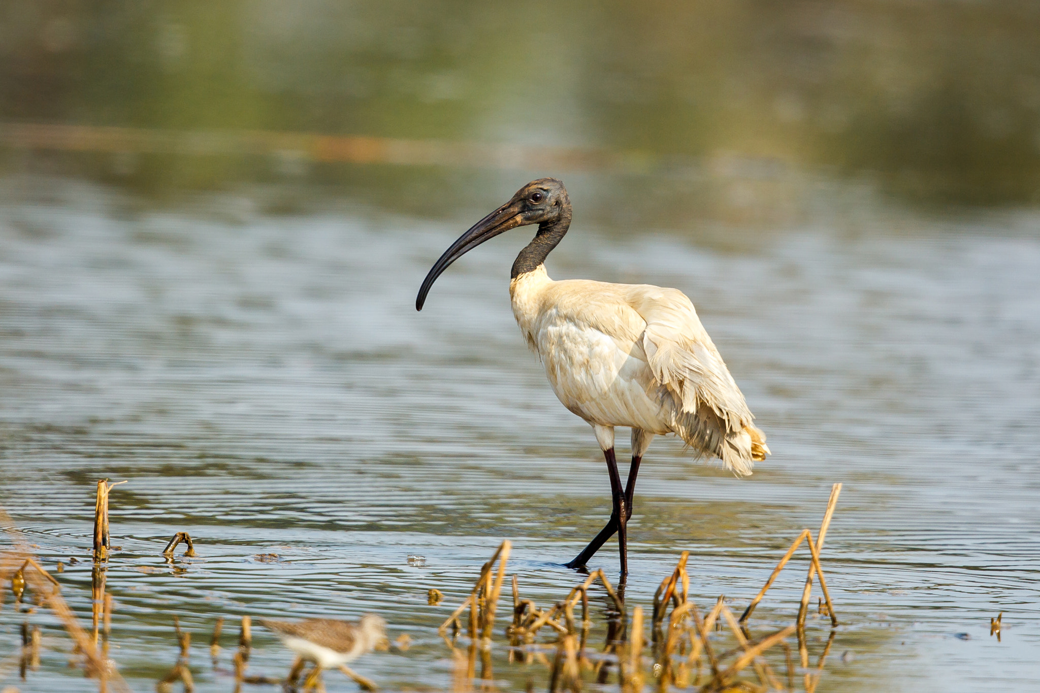 Canon EOS-1D Mark IV sample photo. Black-headed ibis looking back photography