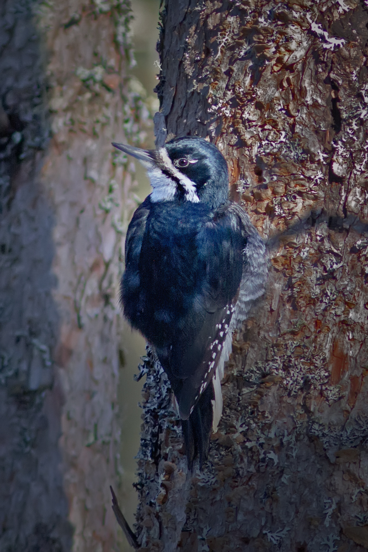 Canon EOS 7D + Canon EF 300mm F4L IS USM sample photo. Black-backed woodpecker 1682 photography