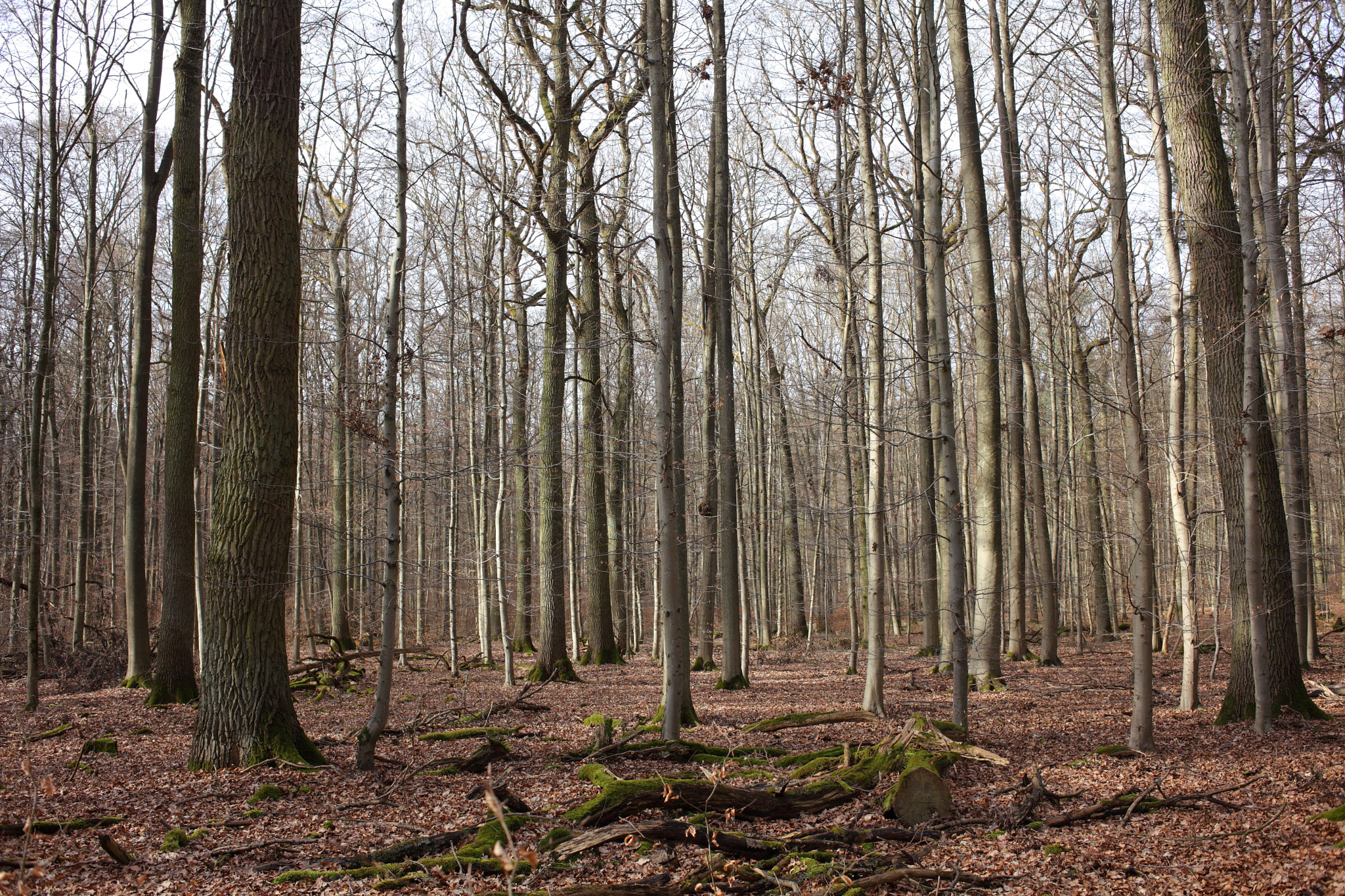 Canon EOS 5D Mark II + Canon EF 35mm F2 sample photo. Winter in the forest photography
