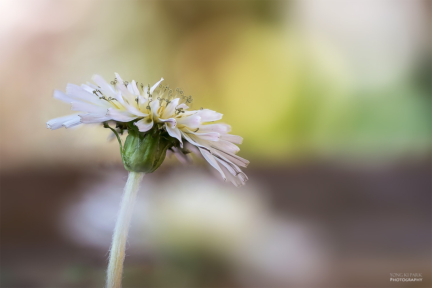 Pentax smc D-FA 100mm F2.8 Macro WR sample photo. Spring of my veranda-7 photography