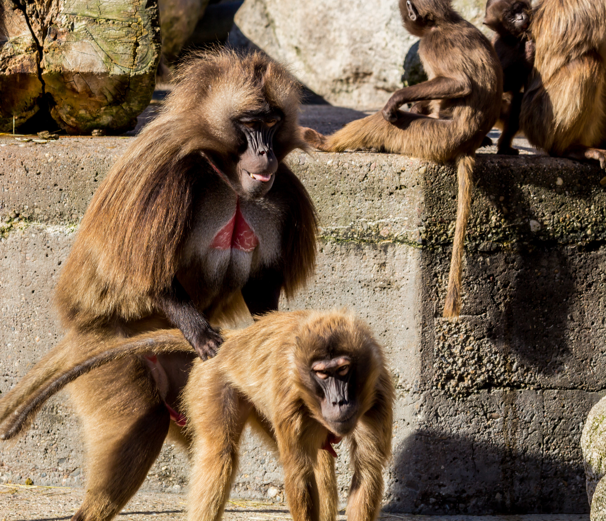 Canon EF 70-300mm F4-5.6 IS USM sample photo. Monkey sex ;-) photography