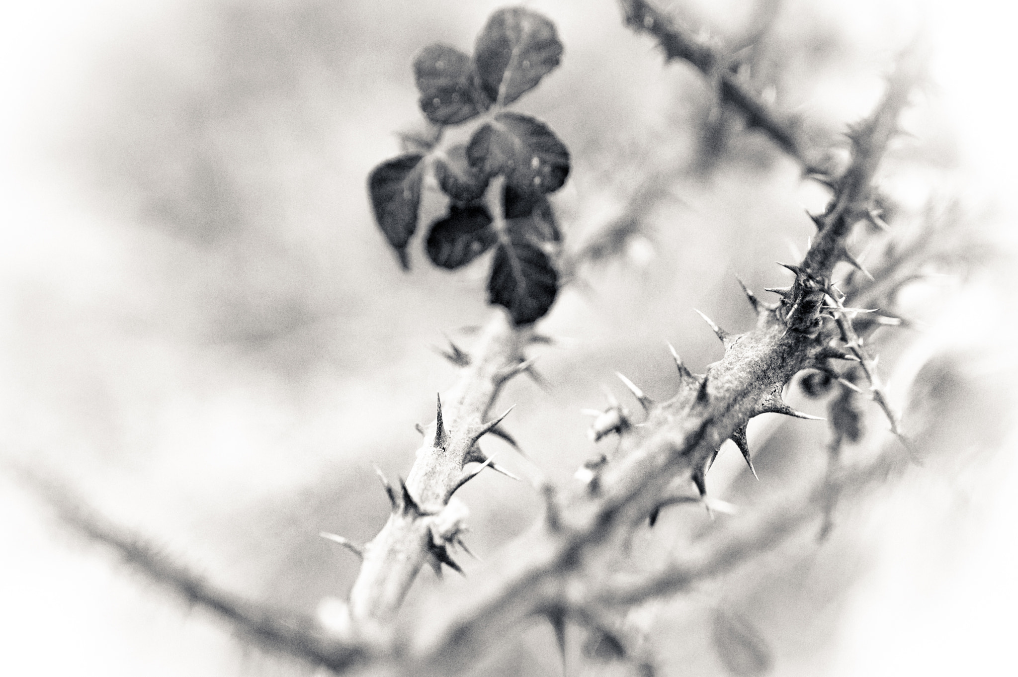 Nikon D3200 sample photo. No roses for me photography