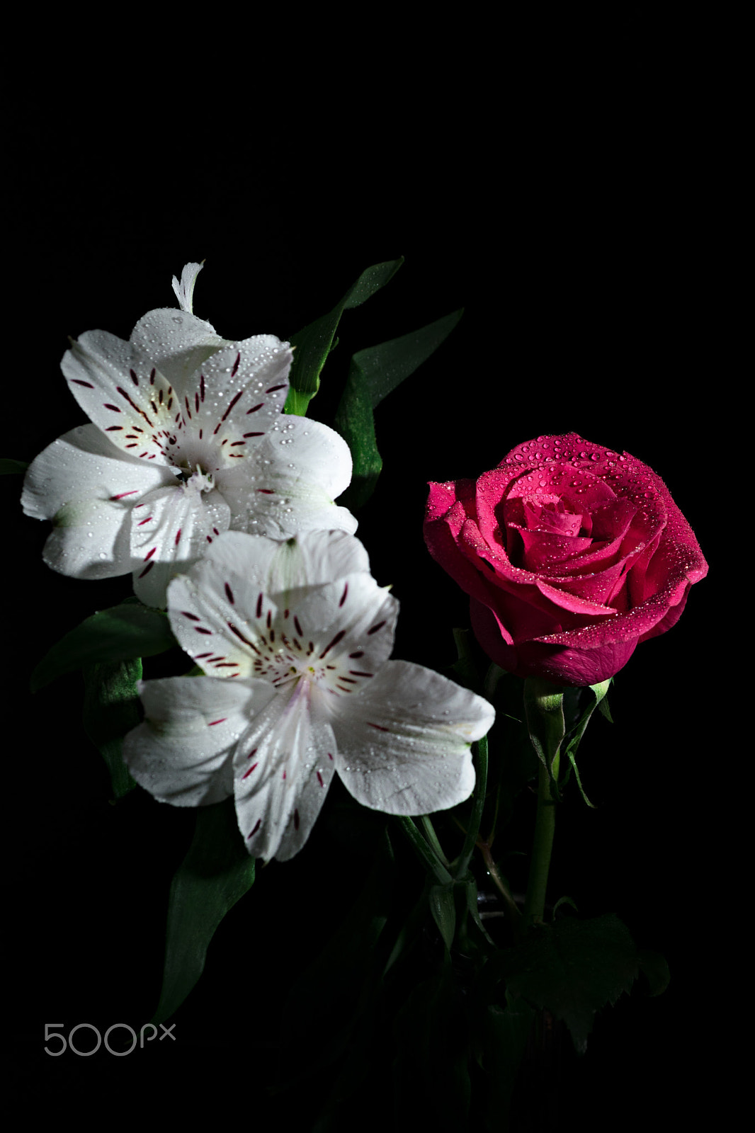Nikon D5500 sample photo. Flower photography