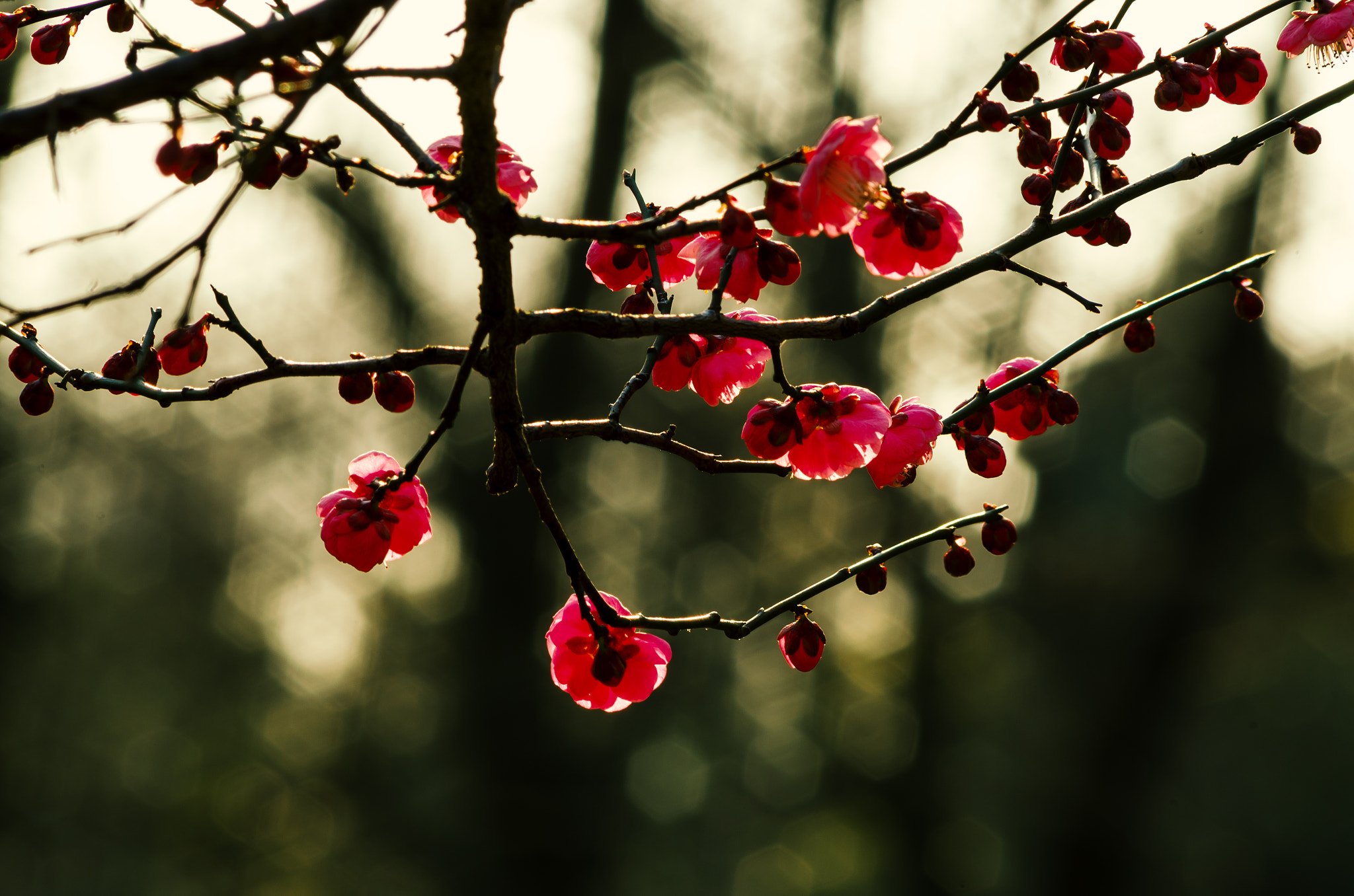 Pentax smc DA 55-300mm F4.0-5.8 ED sample photo. Red plum photography