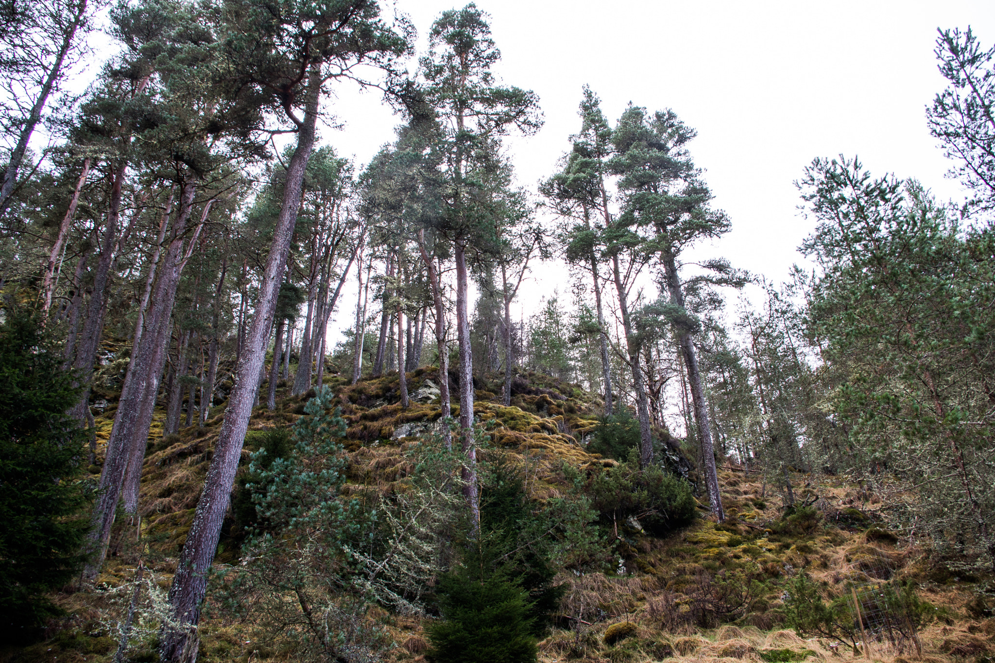 Pentax K-1 sample photo. Scots pine, glen feshie photography