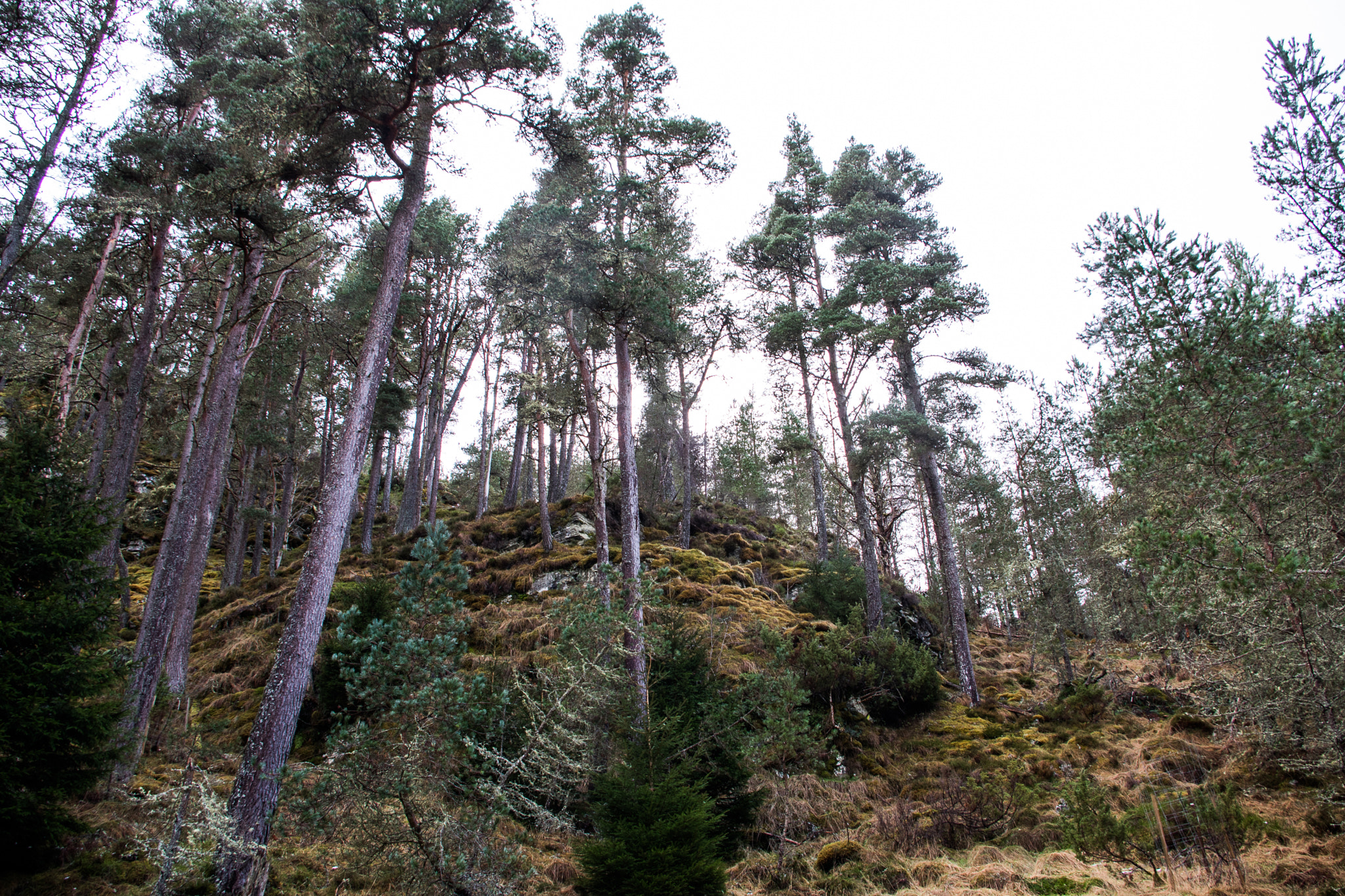 Pentax smc DA 18-55mm F3.5-5.6 AL sample photo. Scots pine, glen feshie photography