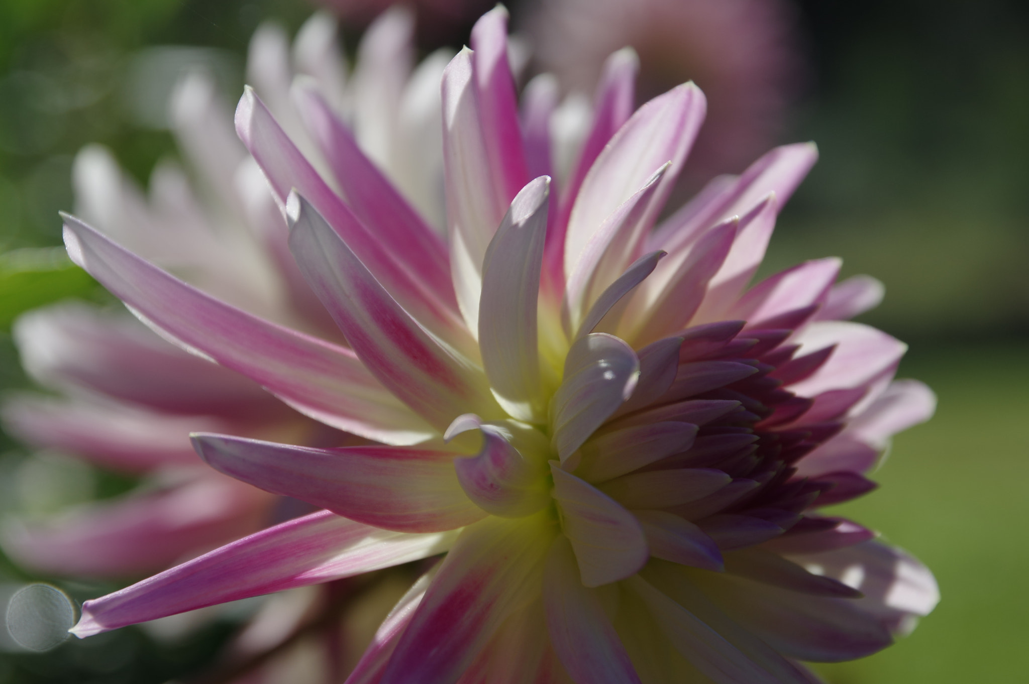 Pentax K-3 II sample photo. Keep your beautifil photography