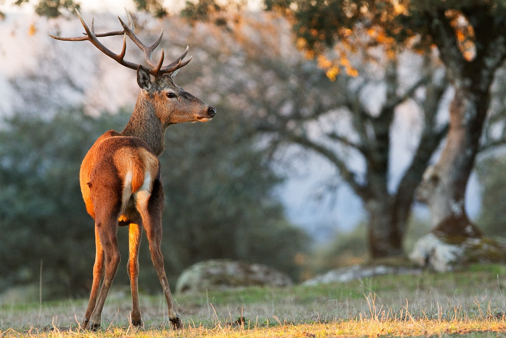 Canon EOS 7D + Canon EF 300mm F2.8L IS USM sample photo. Red deer photography