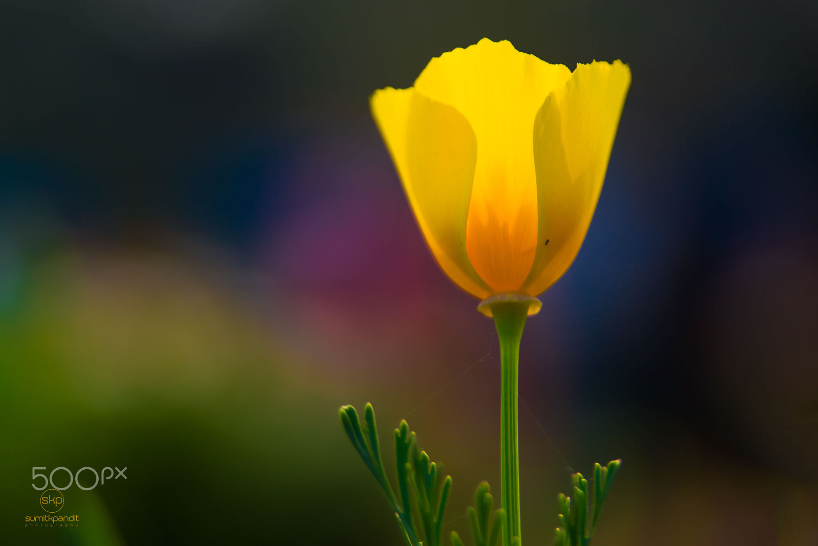 Nikon D3100 sample photo. Yellow flower photography