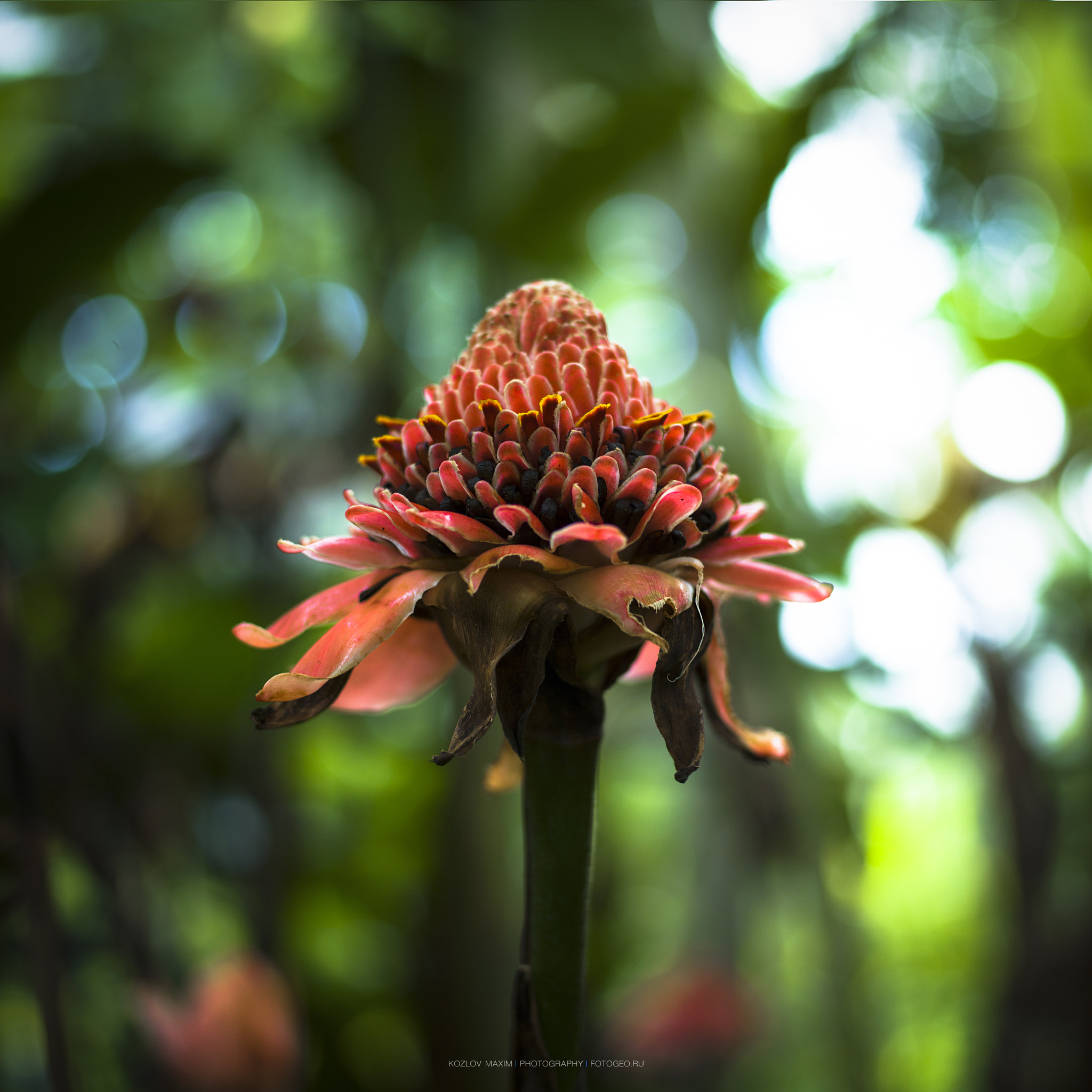 Hasselblad H3D + HC 80 sample photo. Ginger. indonesia. photography