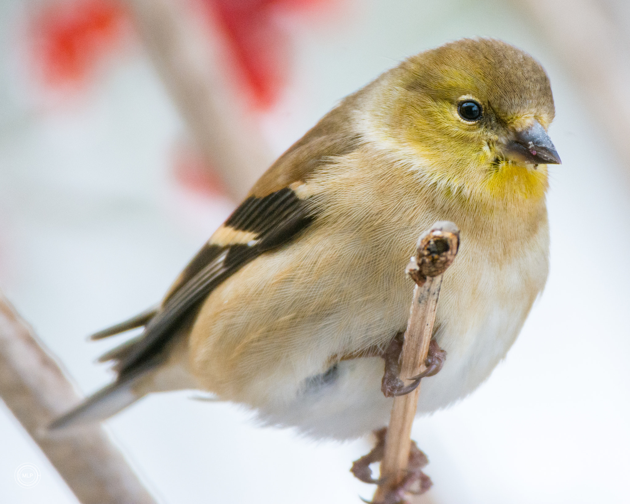 Nikon D7100 + Nikon AF-S Nikkor 200-400mm F4G ED-IF VR sample photo. Cold day photography