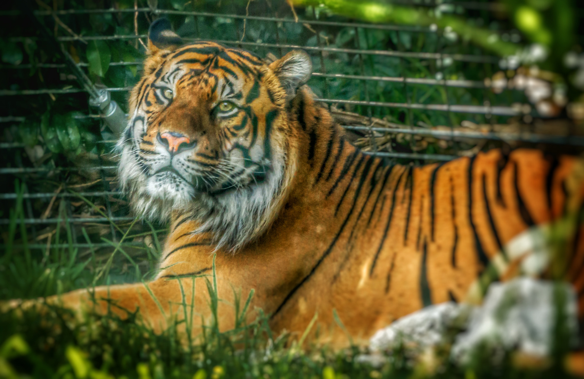 Canon EOS 70D sample photo. Tiger in the grass photography