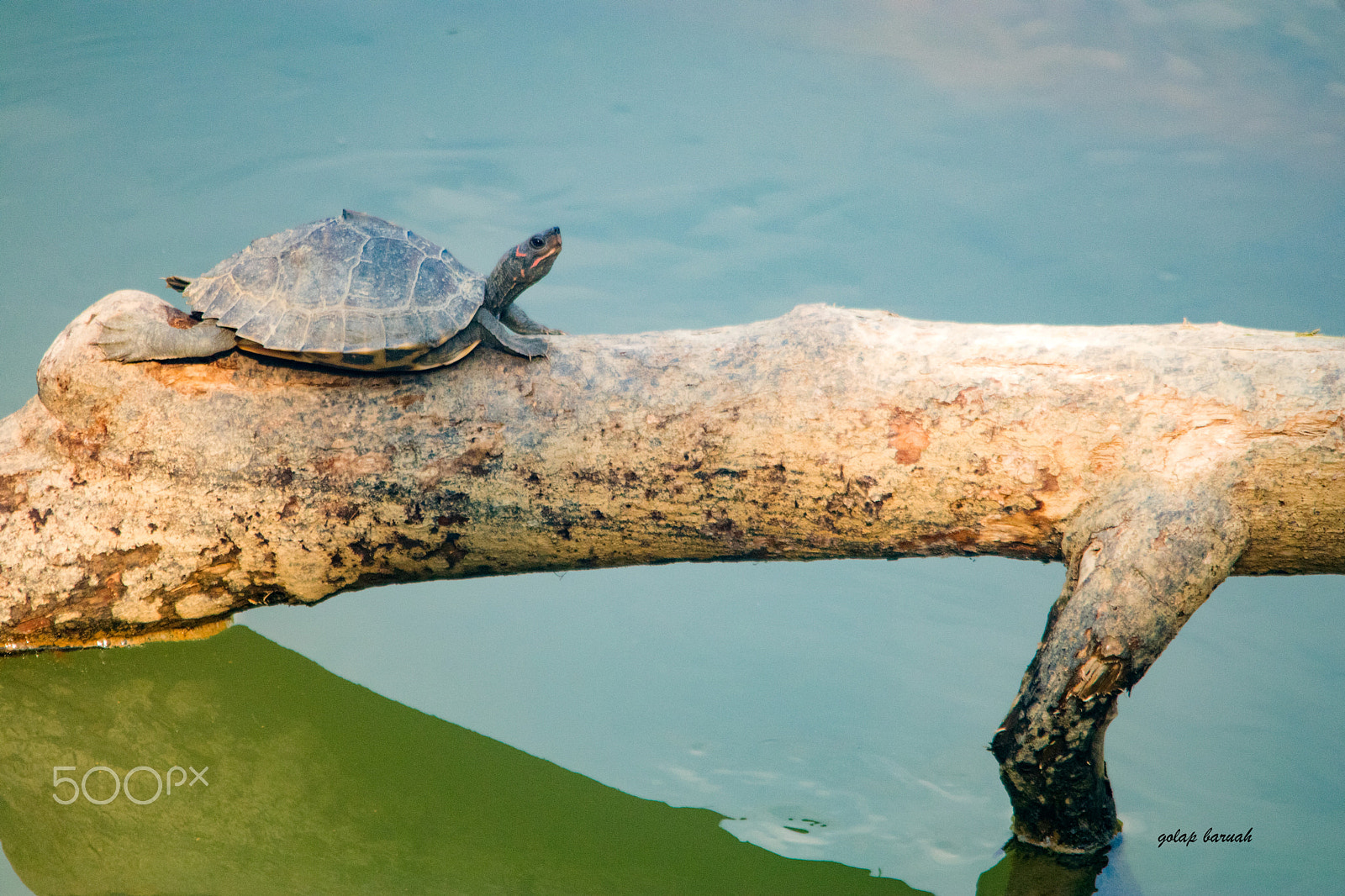 Canon EOS 80D + Sigma 150-500mm F5-6.3 DG OS HSM sample photo. Assam roofed turtle photography