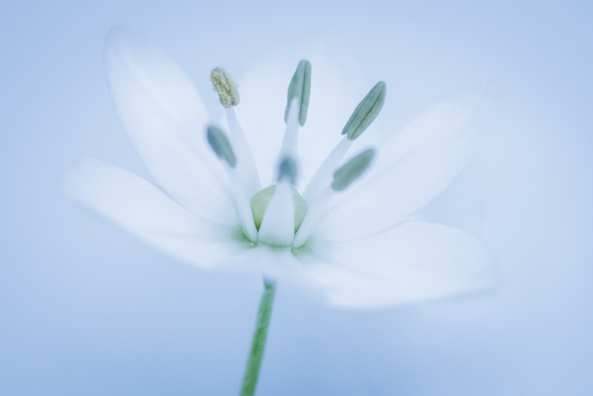 Fujifilm X-T2 + Fujifilm XF 60mm F2.4 R Macro sample photo. Flower photography