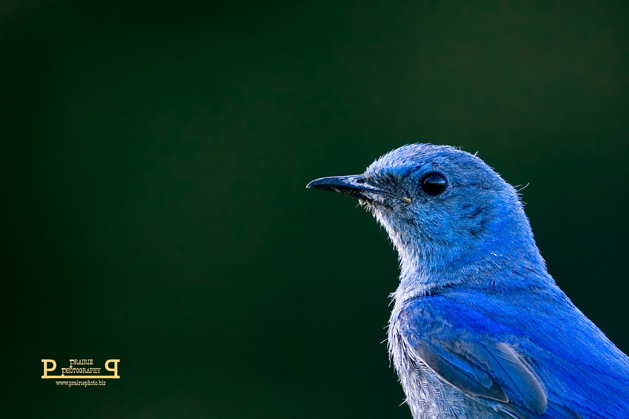 Canon EOS-1D Mark II N sample photo. Mountain bluebird face photography