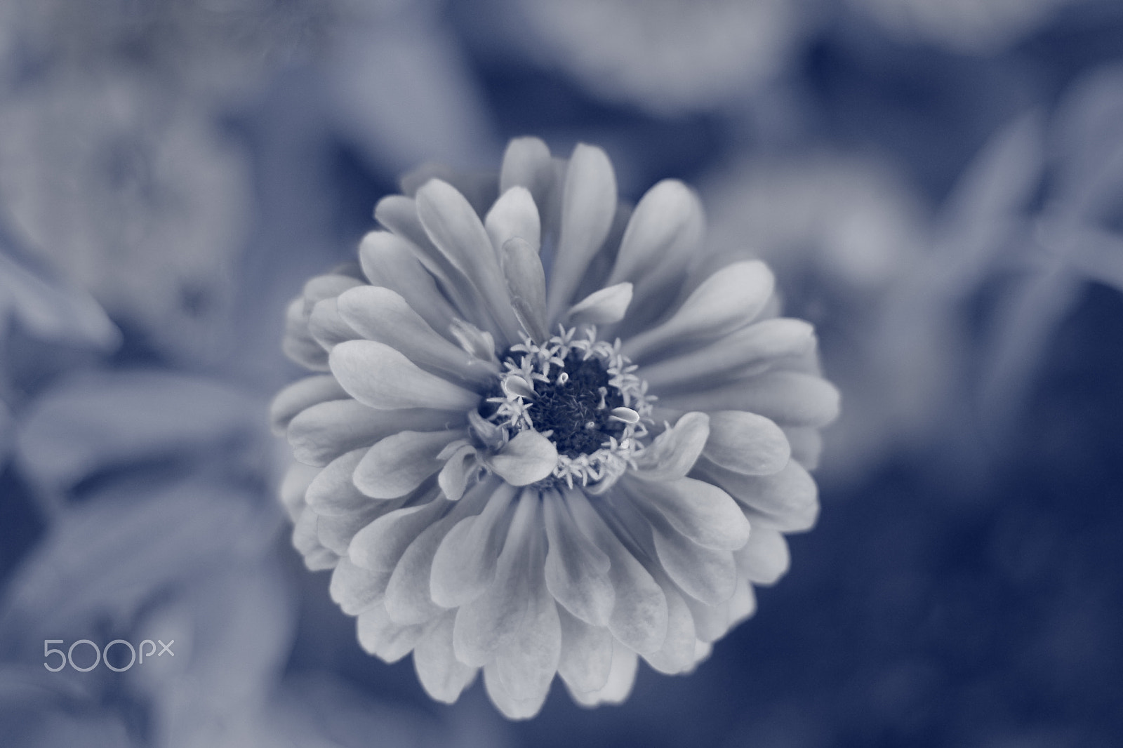 Canon EOS 1000D (EOS Digital Rebel XS / EOS Kiss F) sample photo. Blue bloom photography