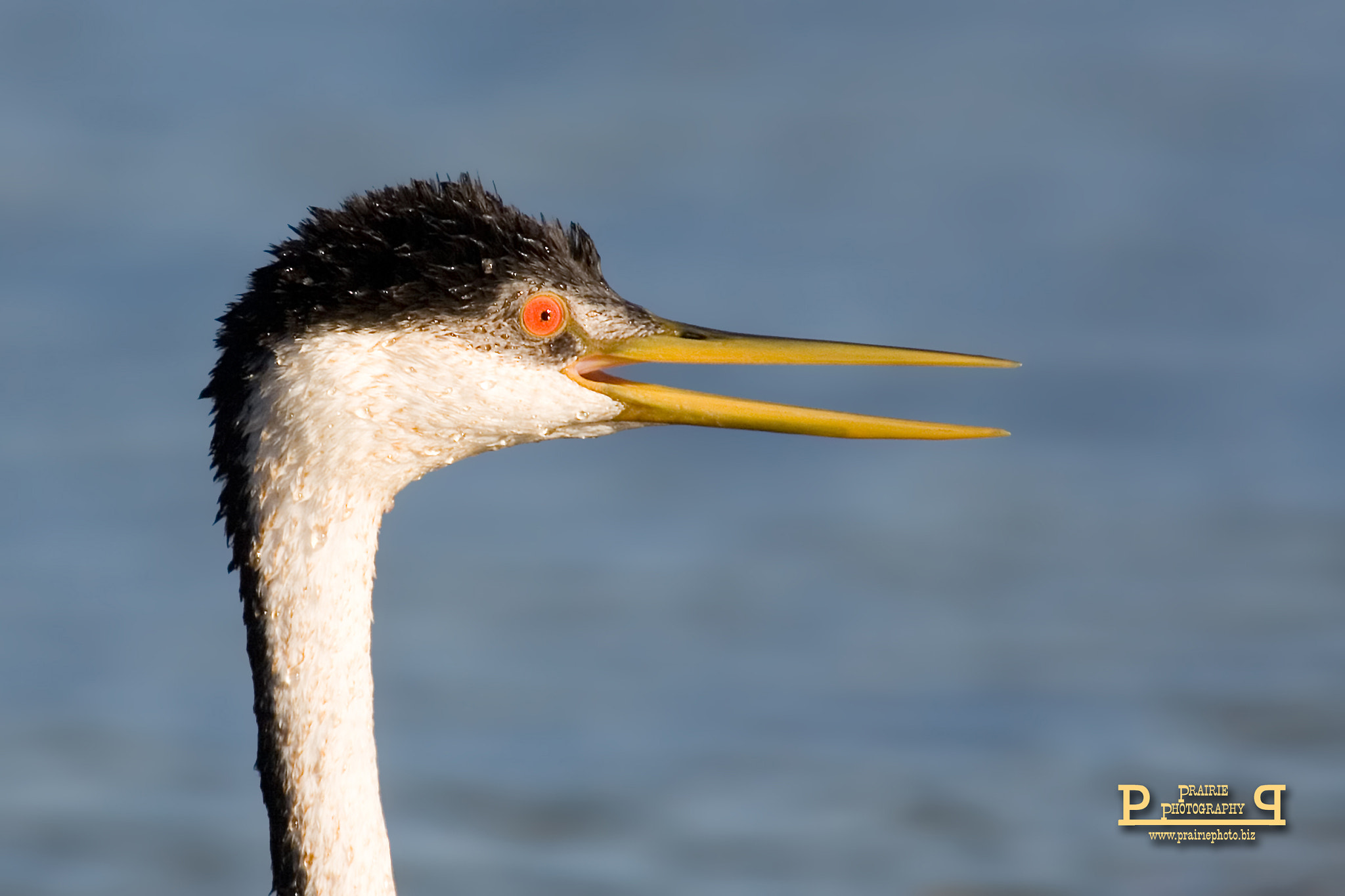 Canon EOS-1D Mark II N + Canon EF 100-400mm F4.5-5.6L IS USM sample photo. Western grebe face photography