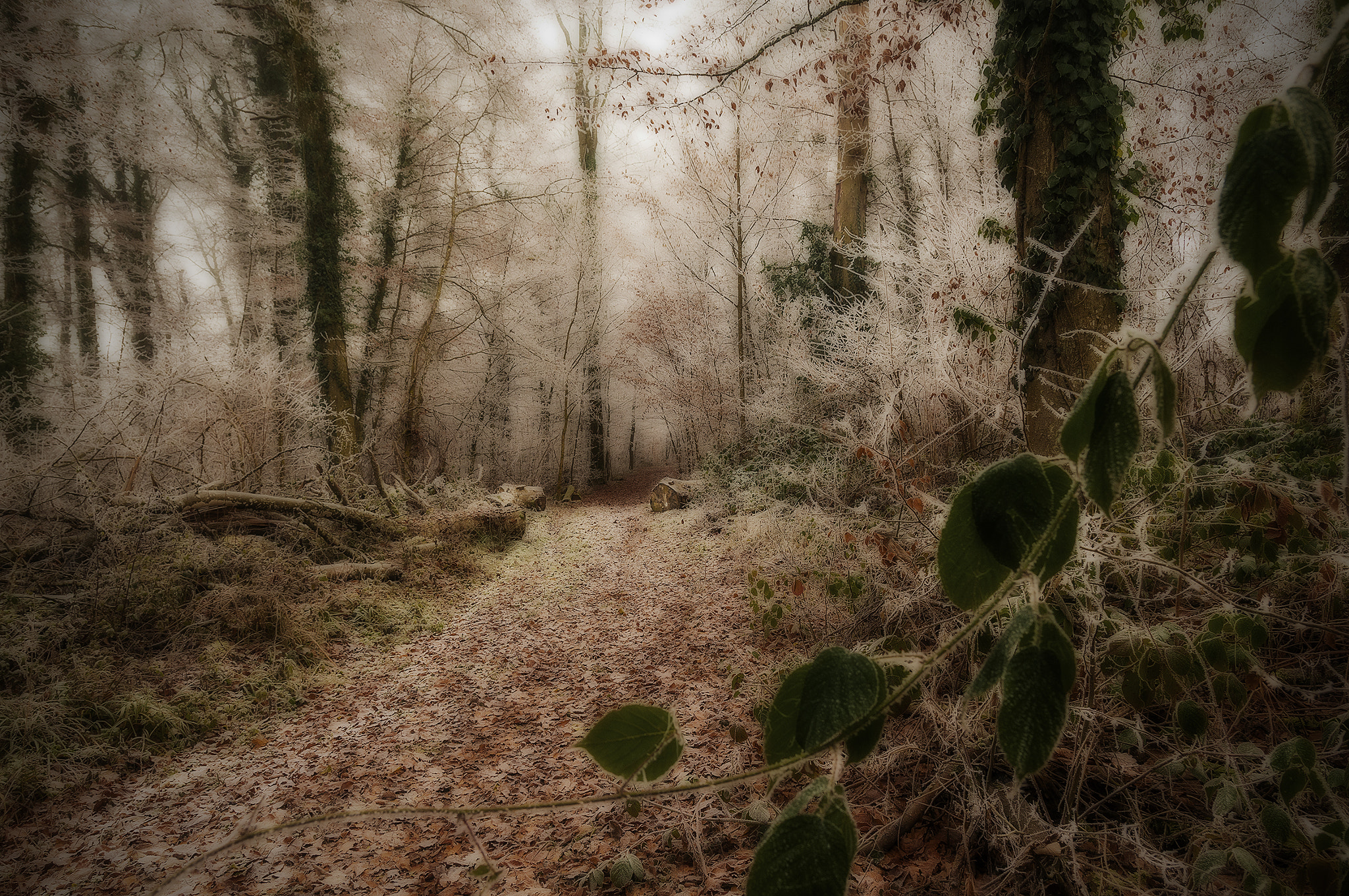 Sigma 17-50mm F2.8 EX DC OS HSM sample photo. 09865belgic photography