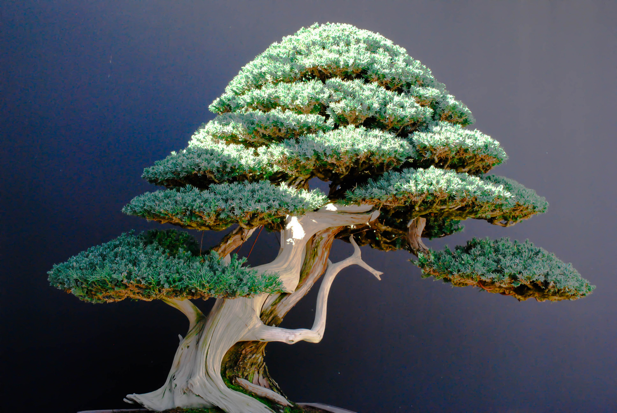 Nikon AF-S DX Micro Nikkor 40mm F2.8 sample photo. Bonsai photography