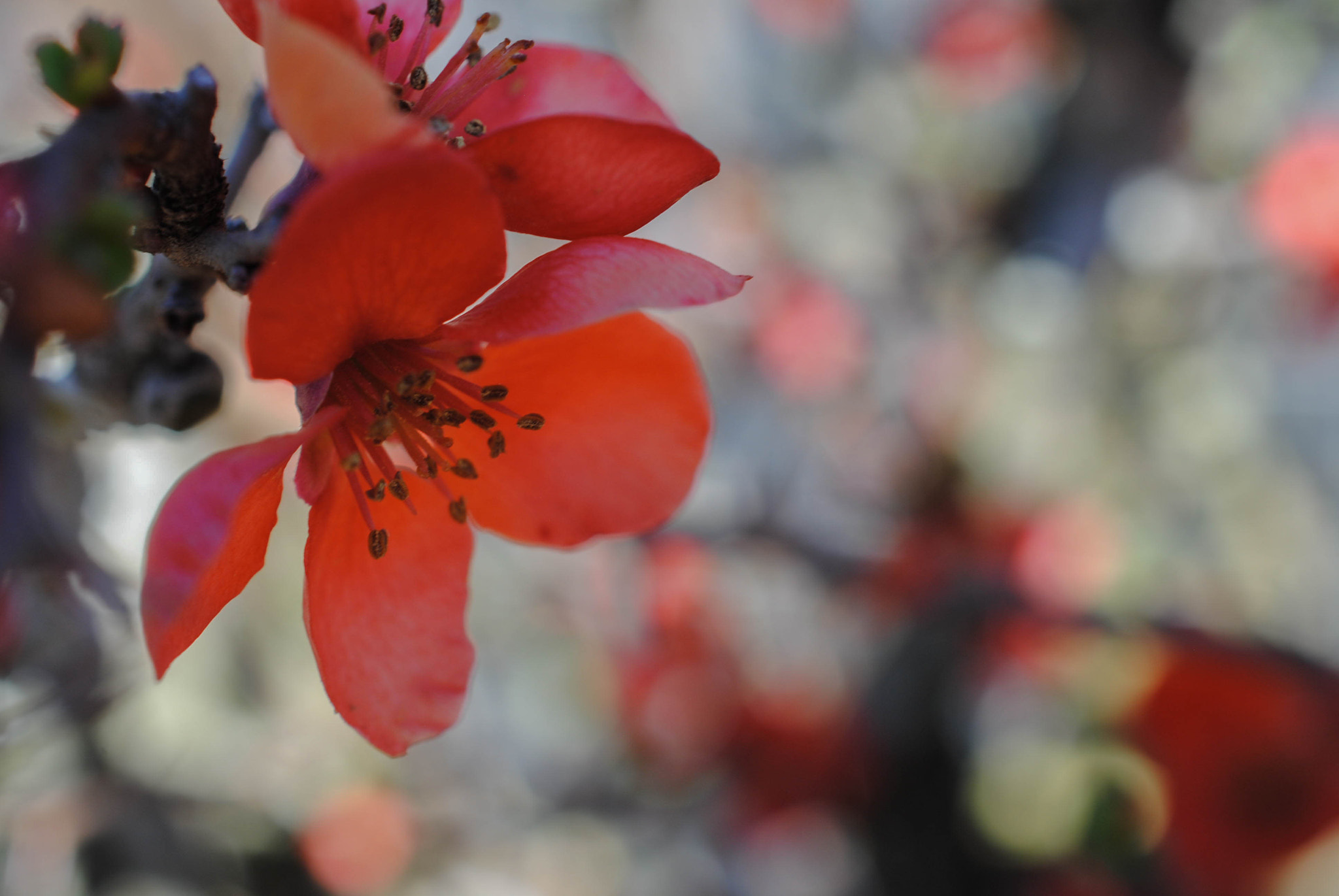 Nikon D3000 sample photo. Flor de bonsai photography