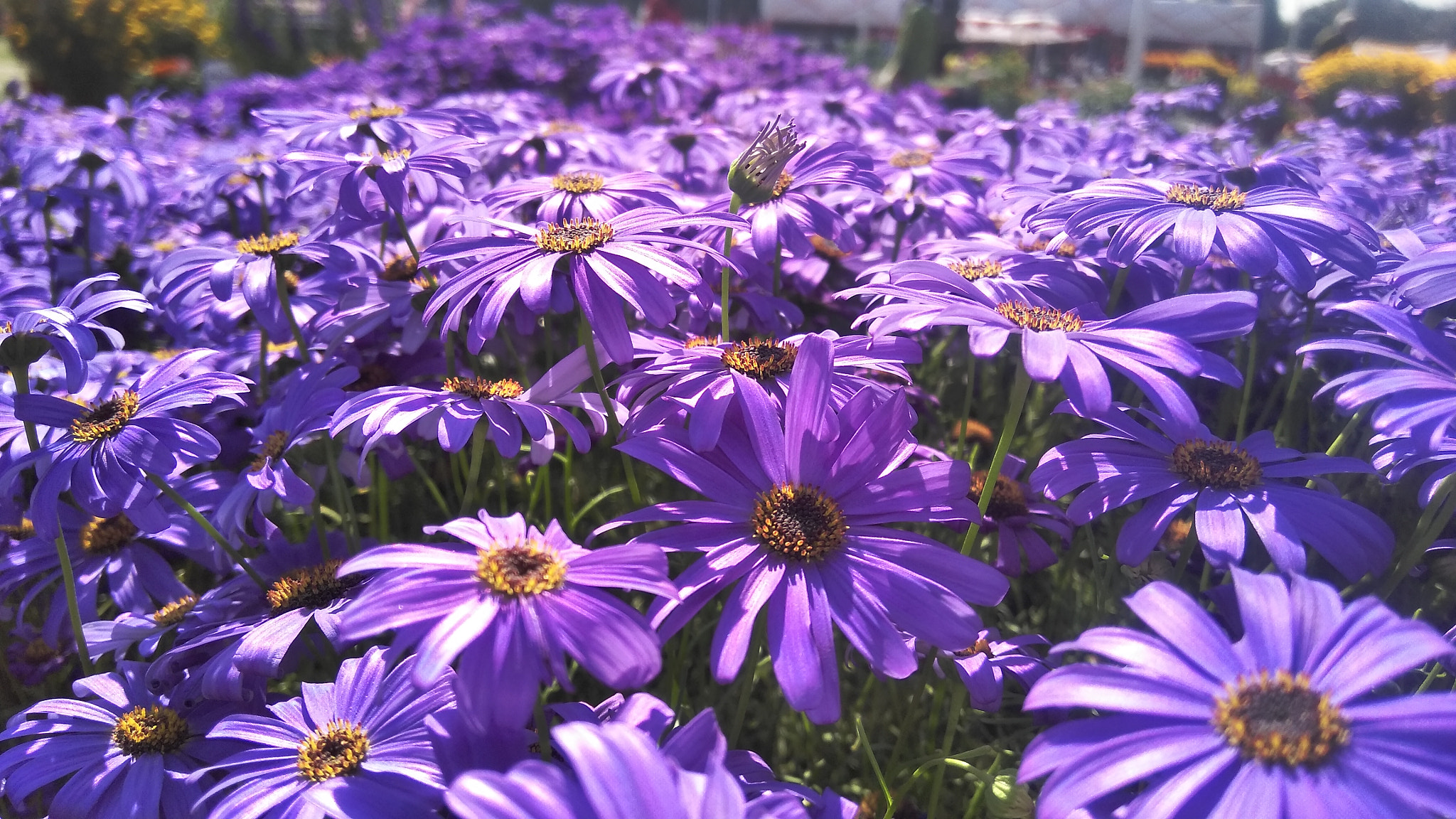 LeMobile Le X526 sample photo