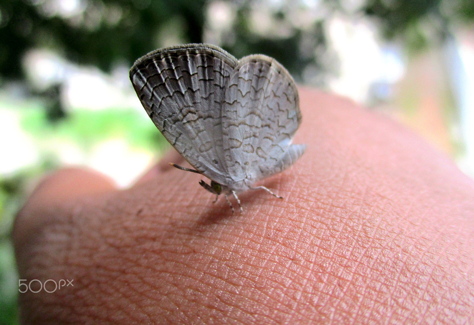 Canon PowerShot ELPH 160 (IXUS 160 / IXY 150) sample photo. Id: butterfly on my hand photography