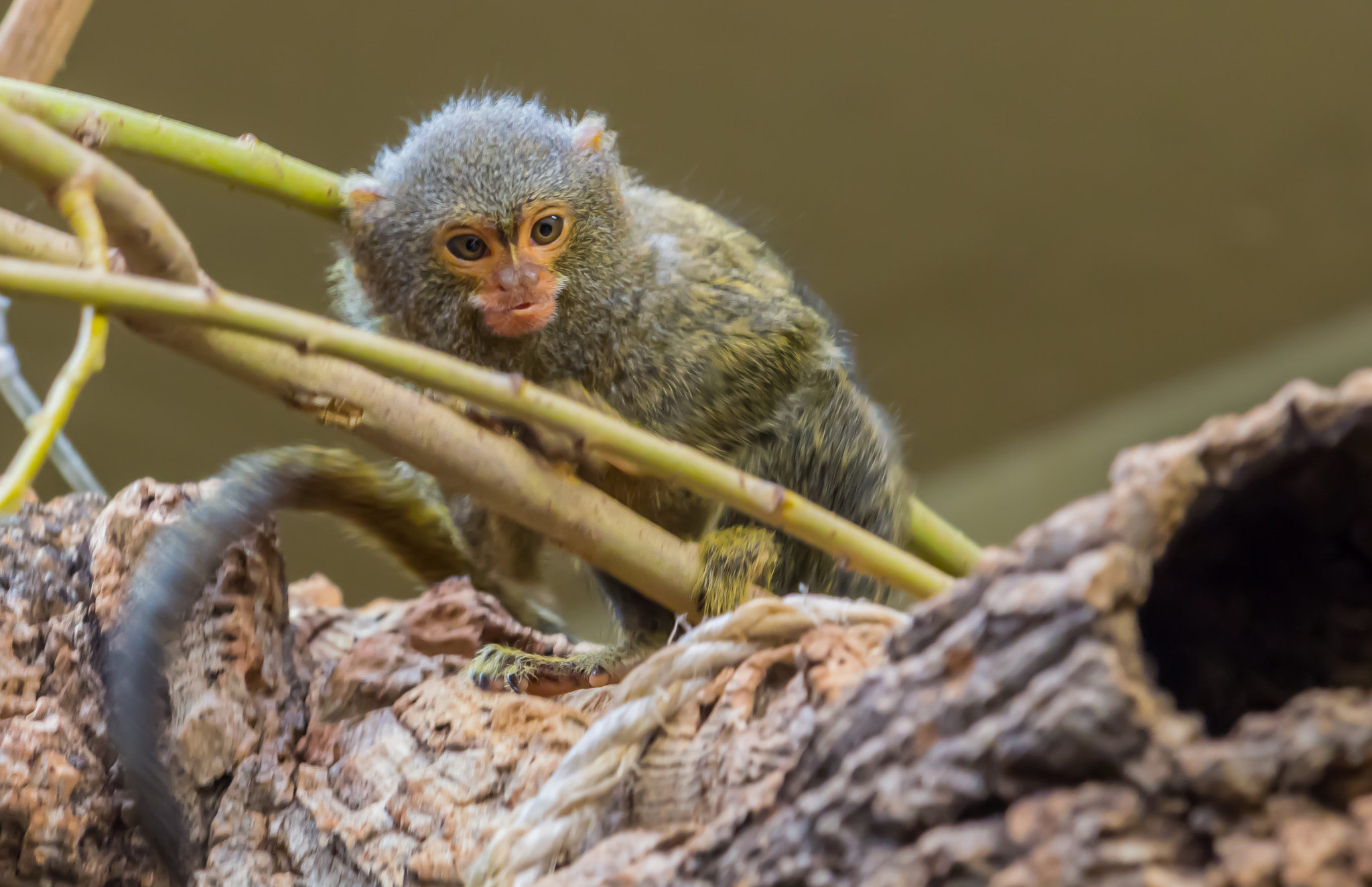Canon EF 70-300mm F4-5.6 IS USM sample photo. Zwergseidenäffchen / cebuella pygmaea photography