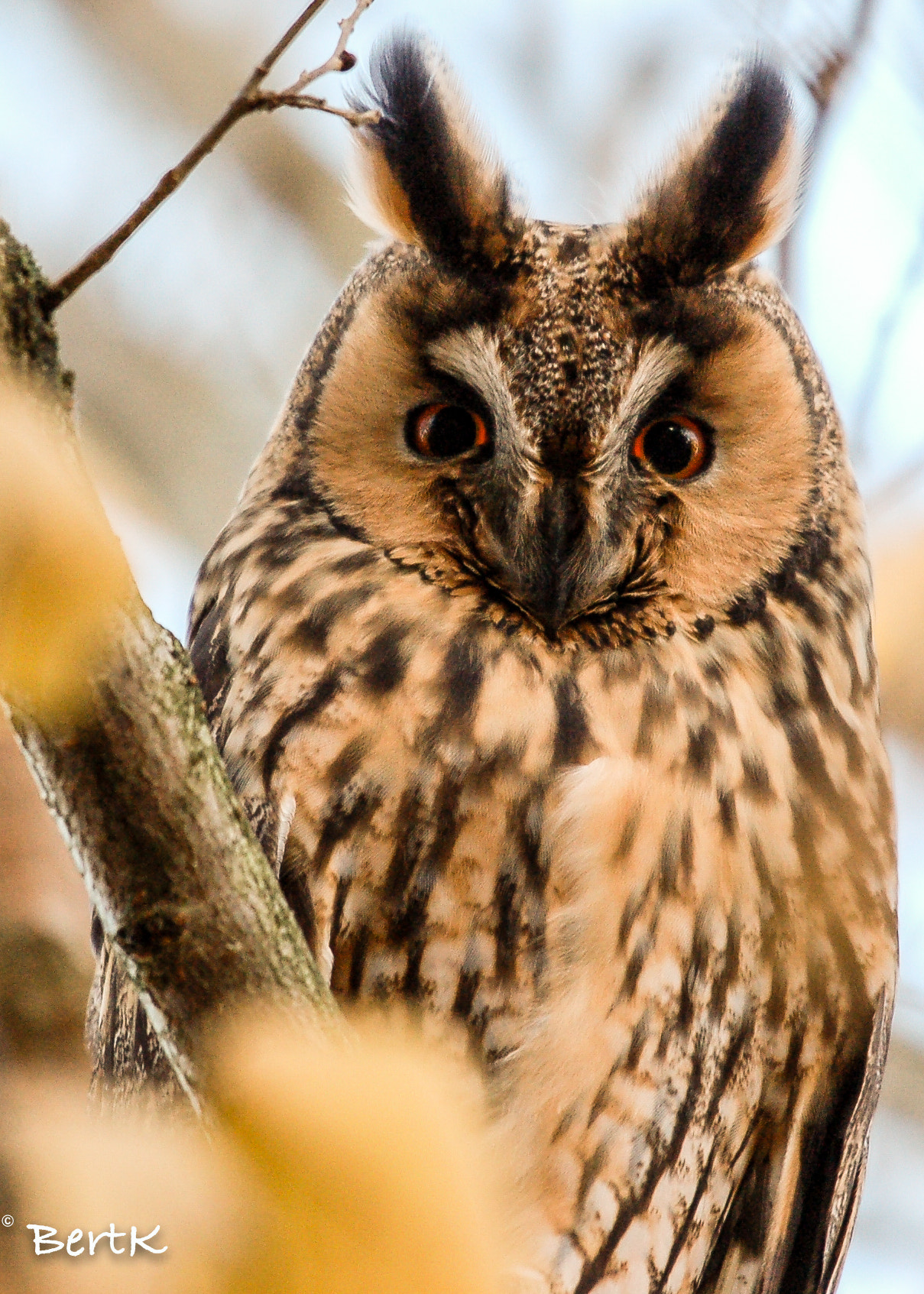 Sigma 120-400mm F4.5-5.6 DG OS HSM sample photo. I'm watching you!! photography