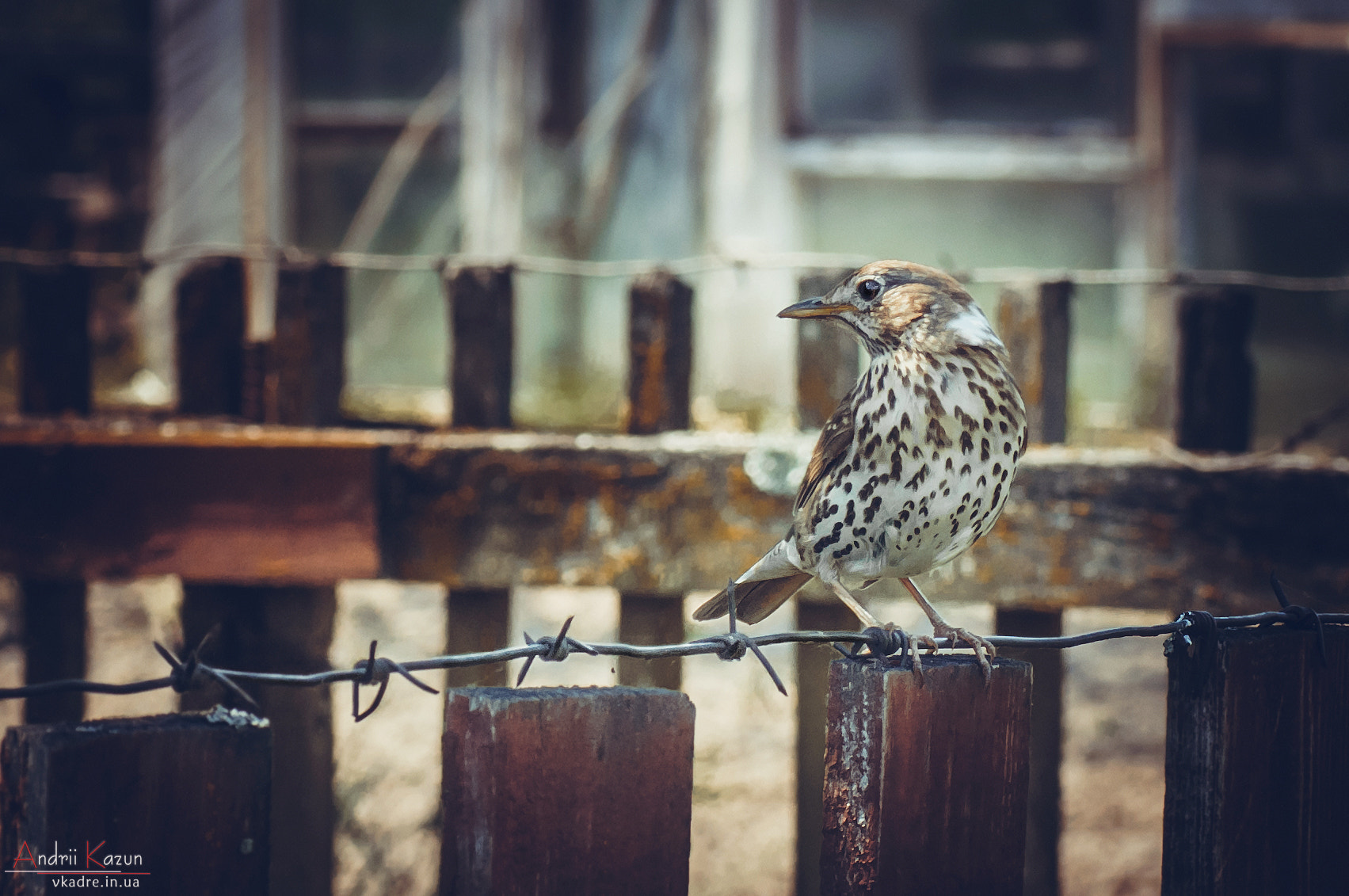 Nikon D300 sample photo. Harsh thrush photography