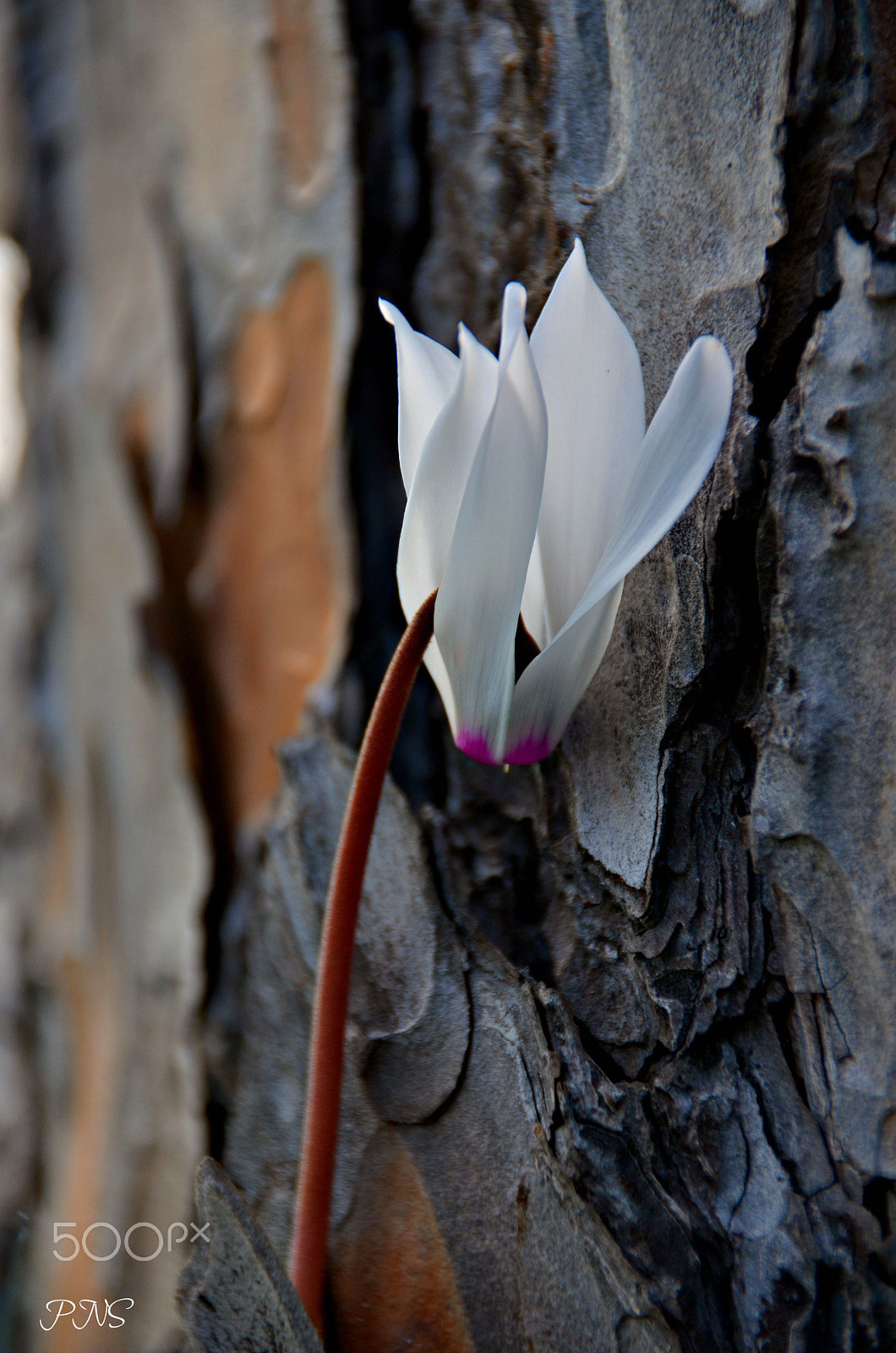 Nikon D5100 sample photo. Cyclamen photography