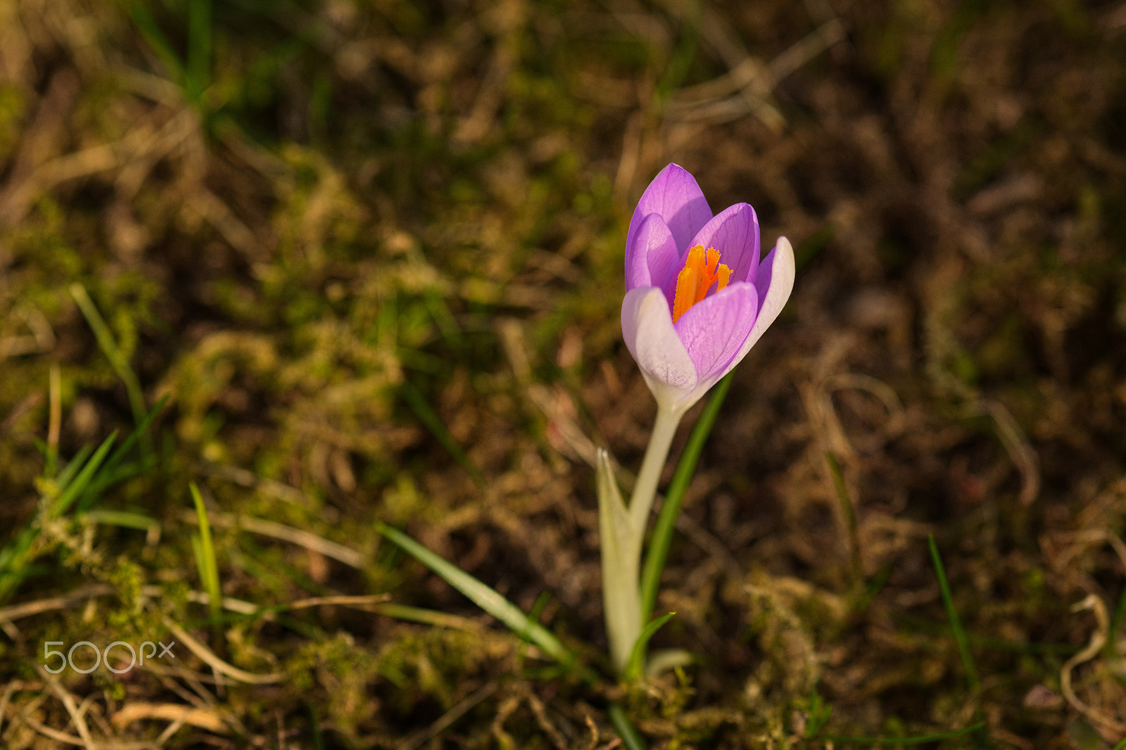 Fujifilm X-T1 + Fujifilm XF 90mm F2 R LM WR sample photo. Krokus photography
