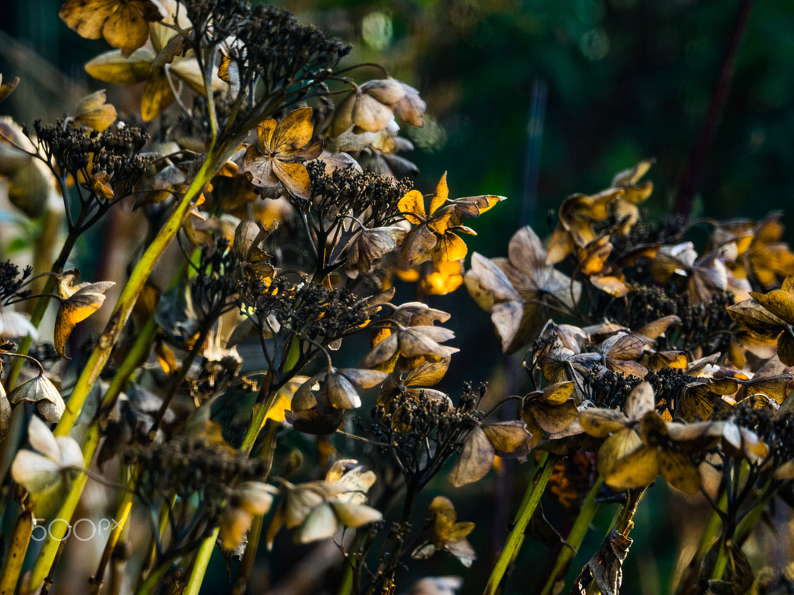Olympus OM-D E-M1 sample photo. Faded flowers photography