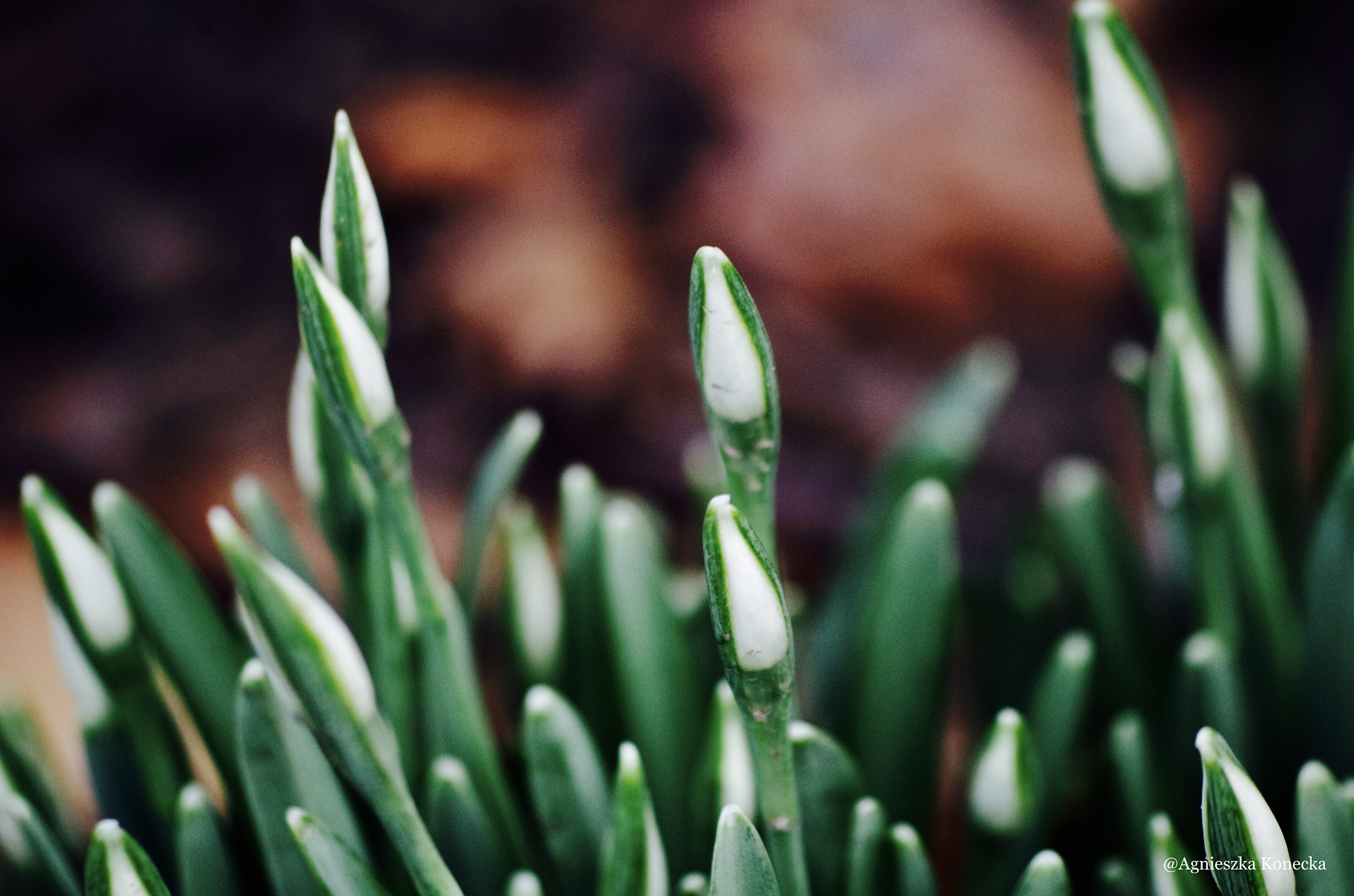 Pentax K-50 sample photo. Snowdrops photography