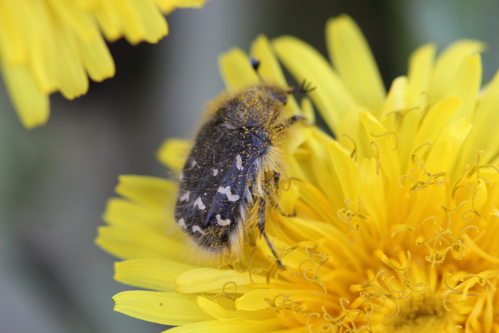 Canon EF 100mm F2.8 Macro USM sample photo. Climbing photography