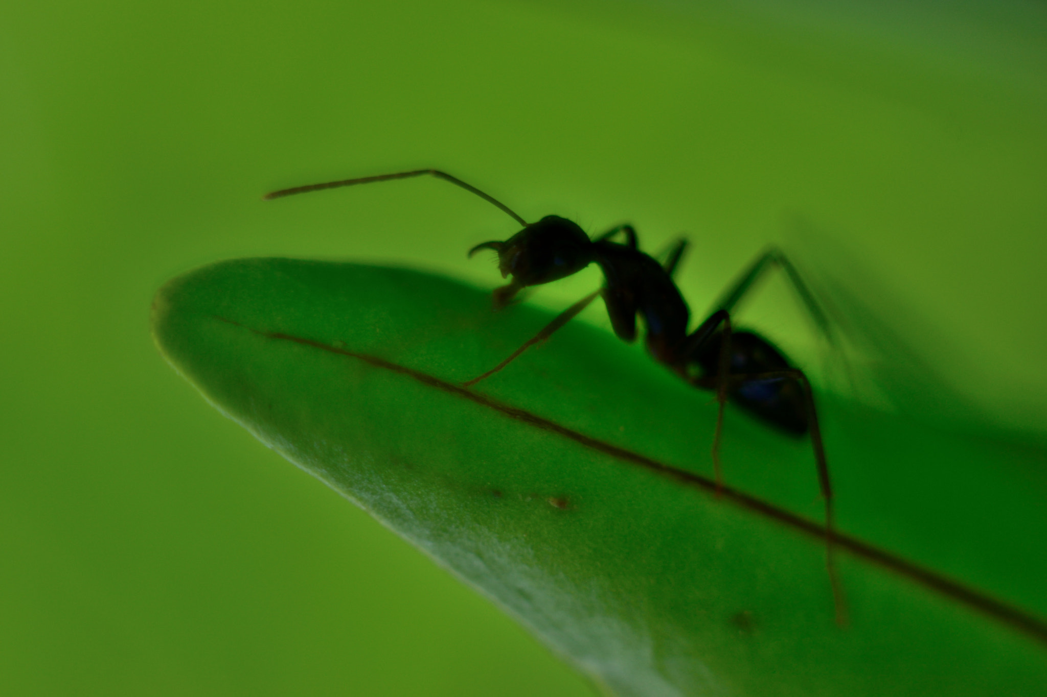 Nikon D3300 + Nikon AF Nikkor 50mm F1.8D sample photo. Black ant photography