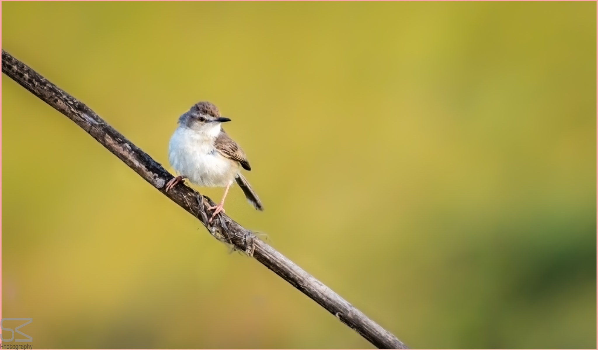 Nikon D3200 sample photo. Common birds photography