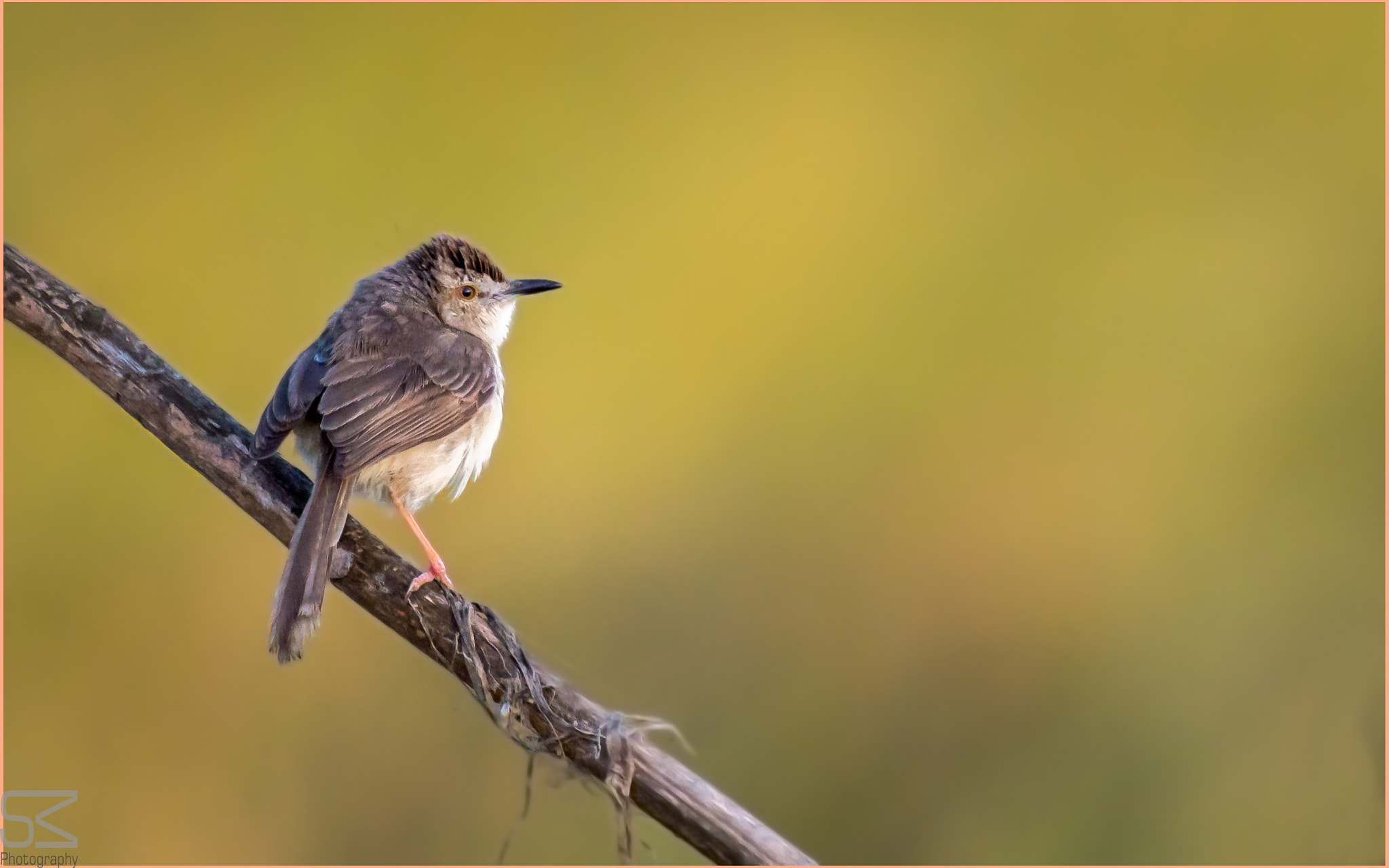 Nikon D3200 sample photo. Common birds photography