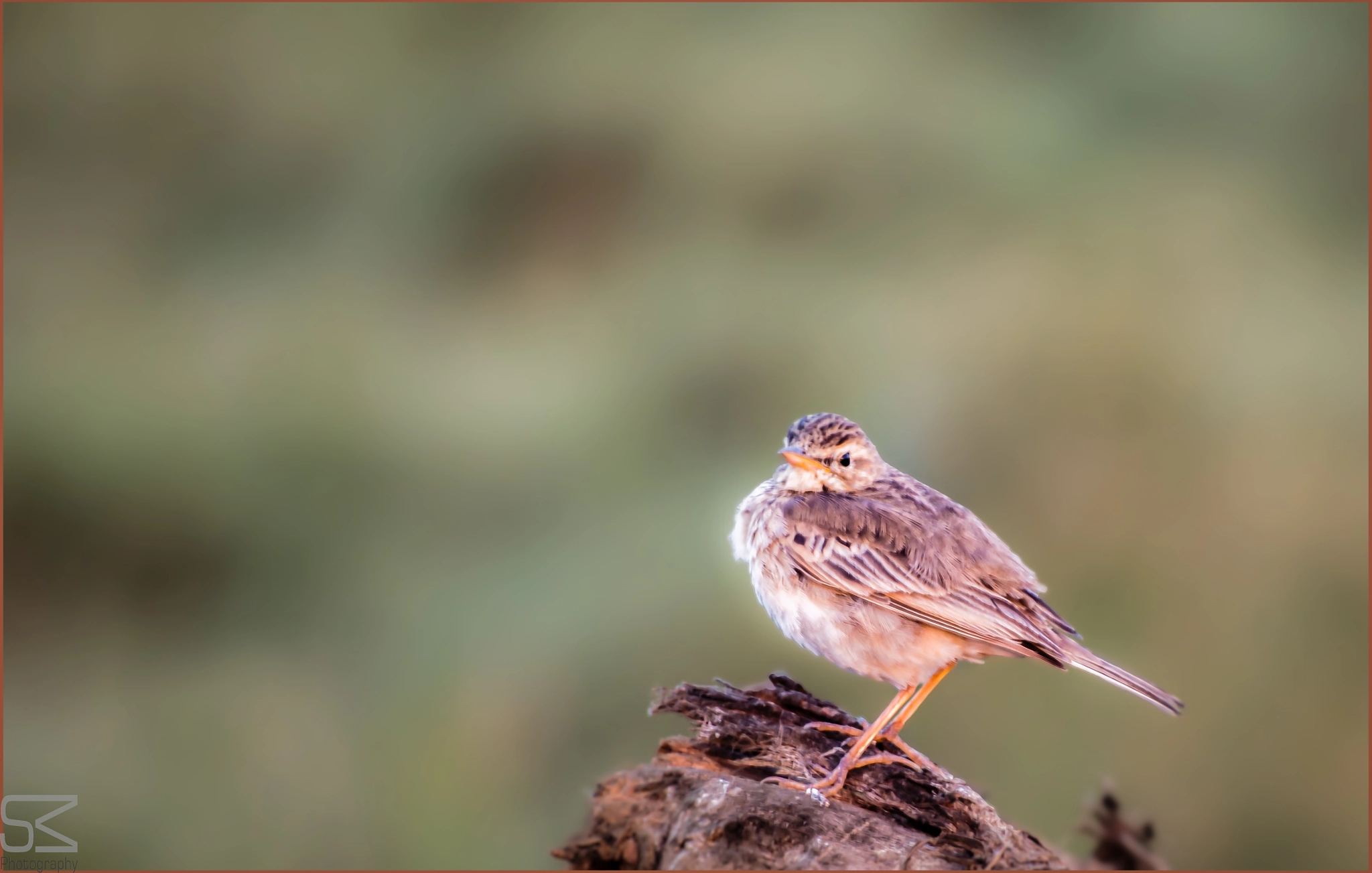 Nikon D3200 sample photo. Common birds photography