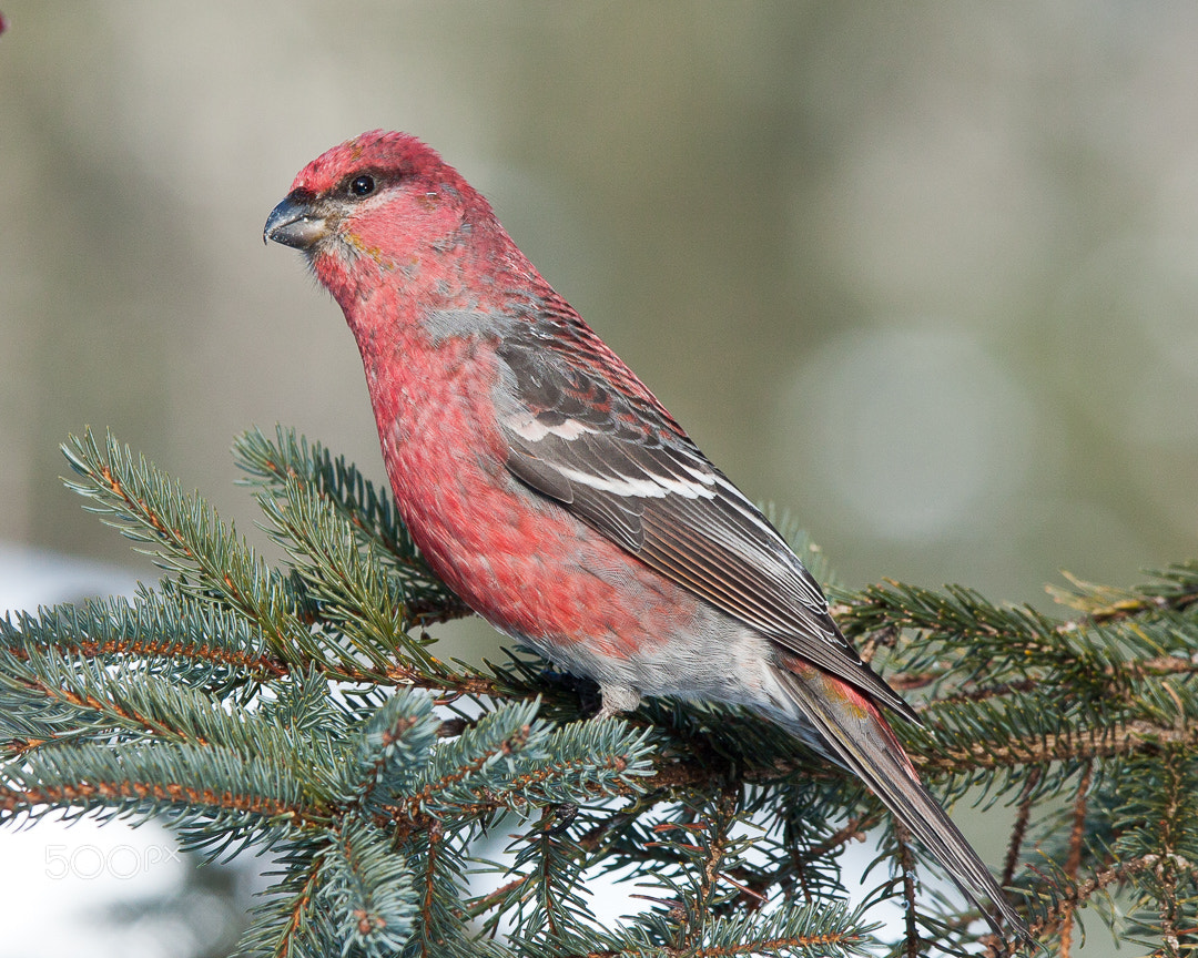 Canon EOS 40D sample photo. Pine grosbeak photography