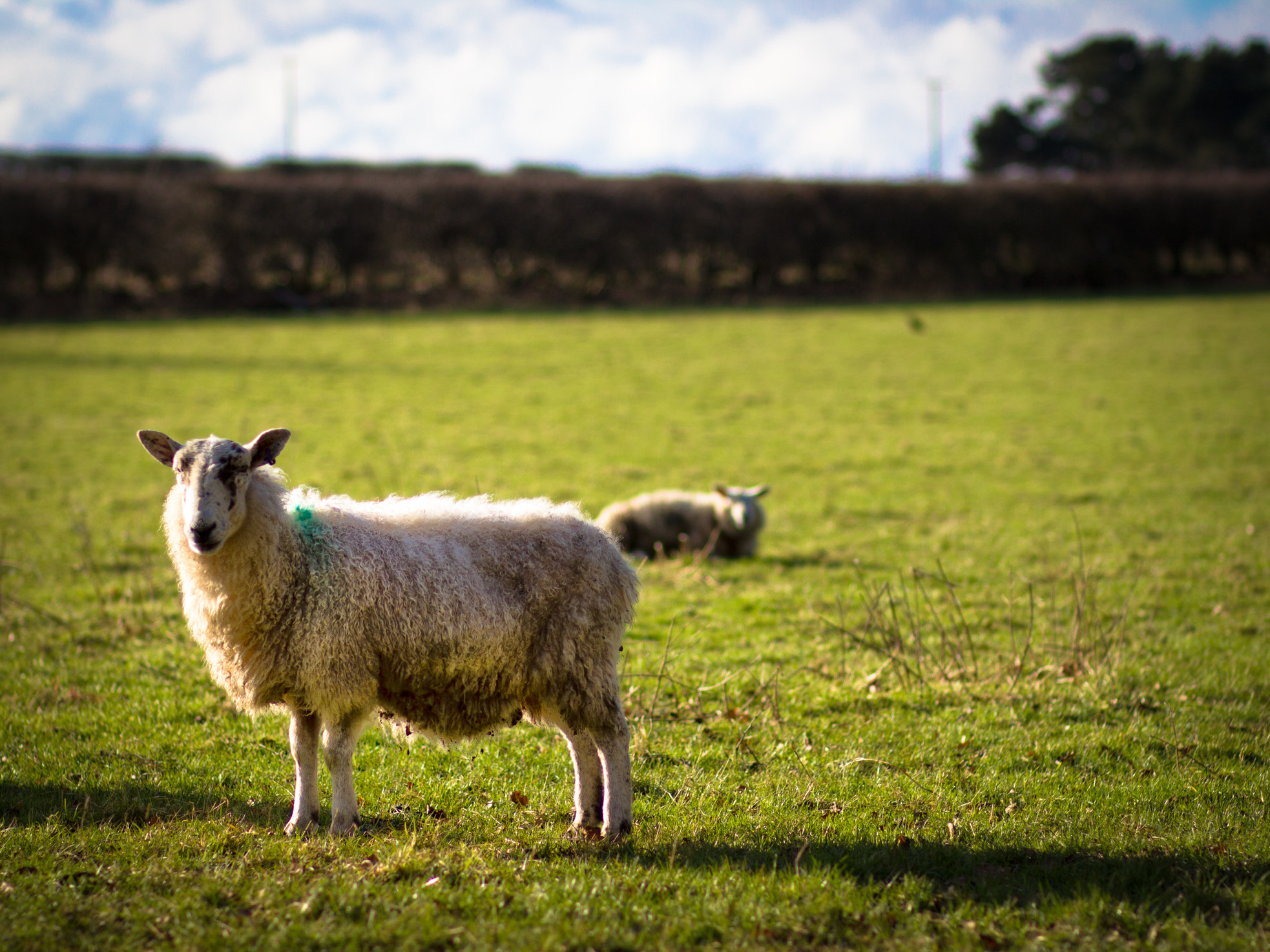 Canon EOS 550D (EOS Rebel T2i / EOS Kiss X4) + Canon EF 85mm F1.8 USM sample photo. Curious sheep photography